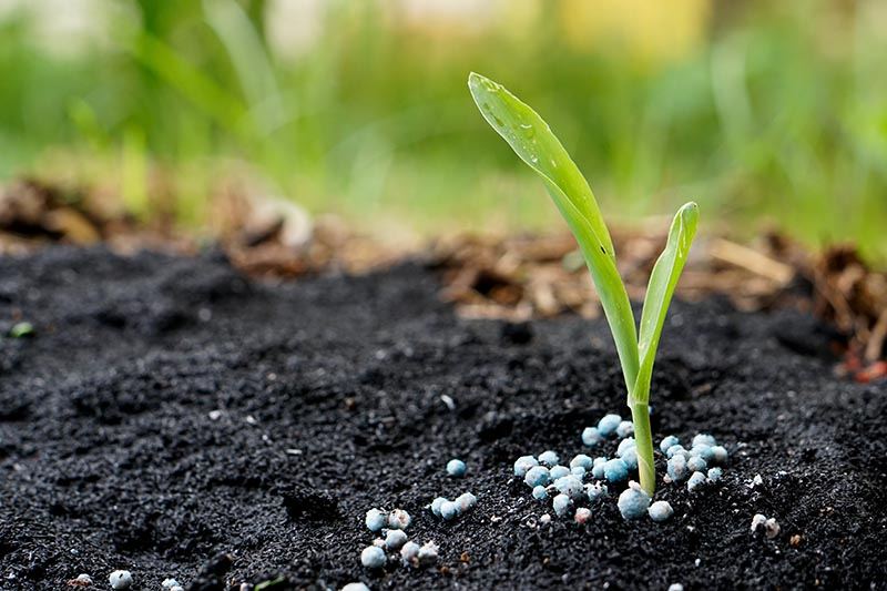 Organic vs Synthetic Fertilizers: Which is Best for Banana Plants?