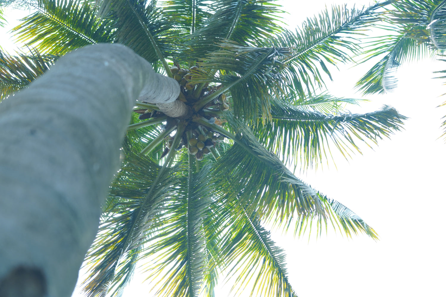 TANJORE WILT in Coconut: Symptoms, Causes & Control