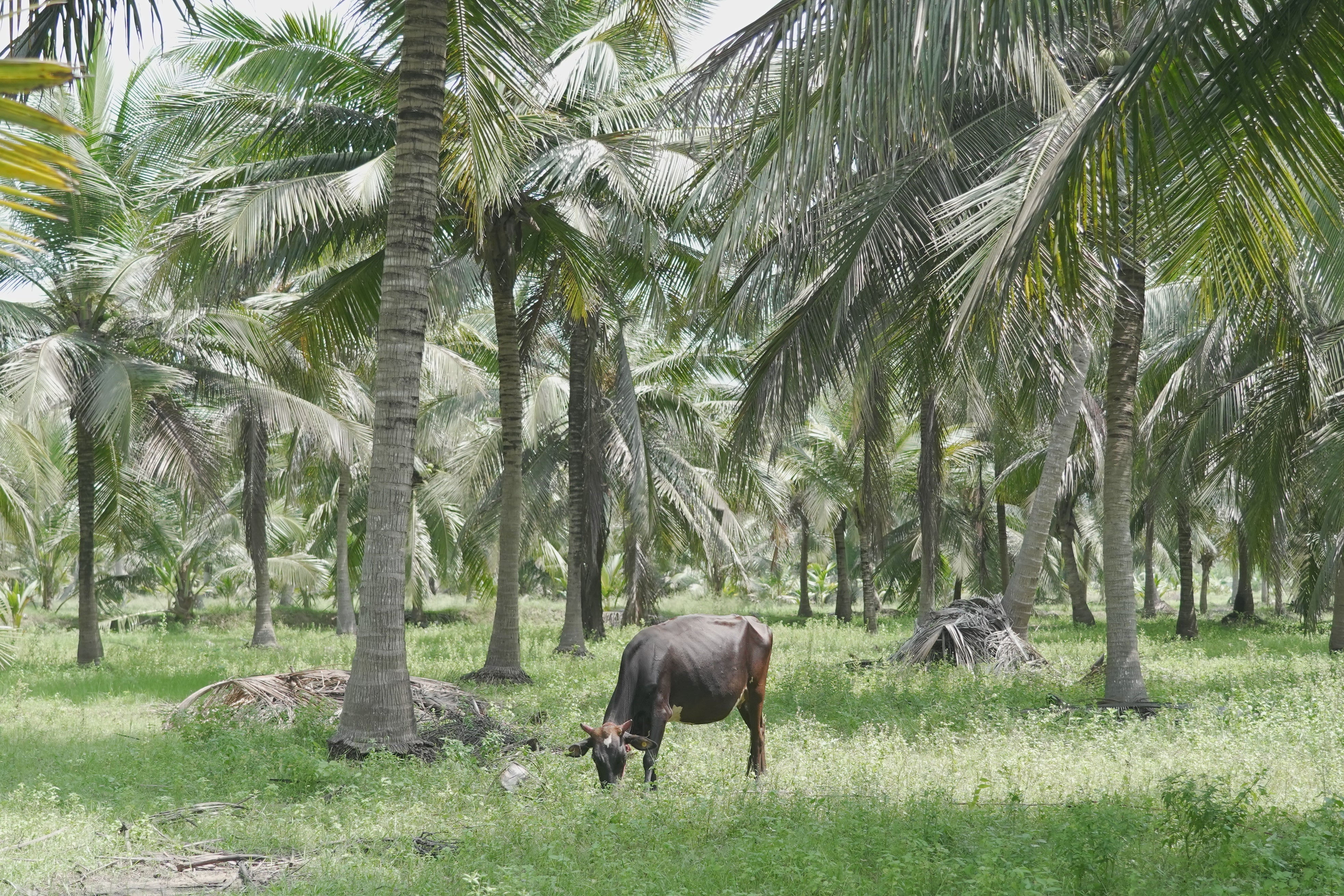 Integrated Farming with Coconut: More Income from Same Land