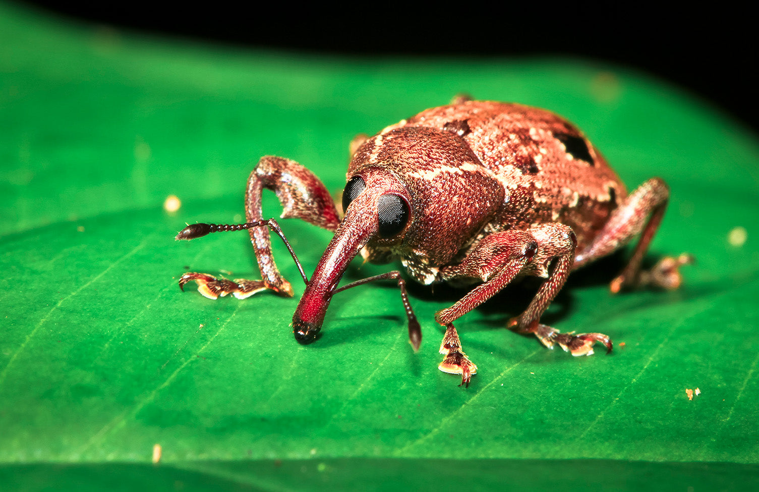 Red palm weevil in coconut farming explained