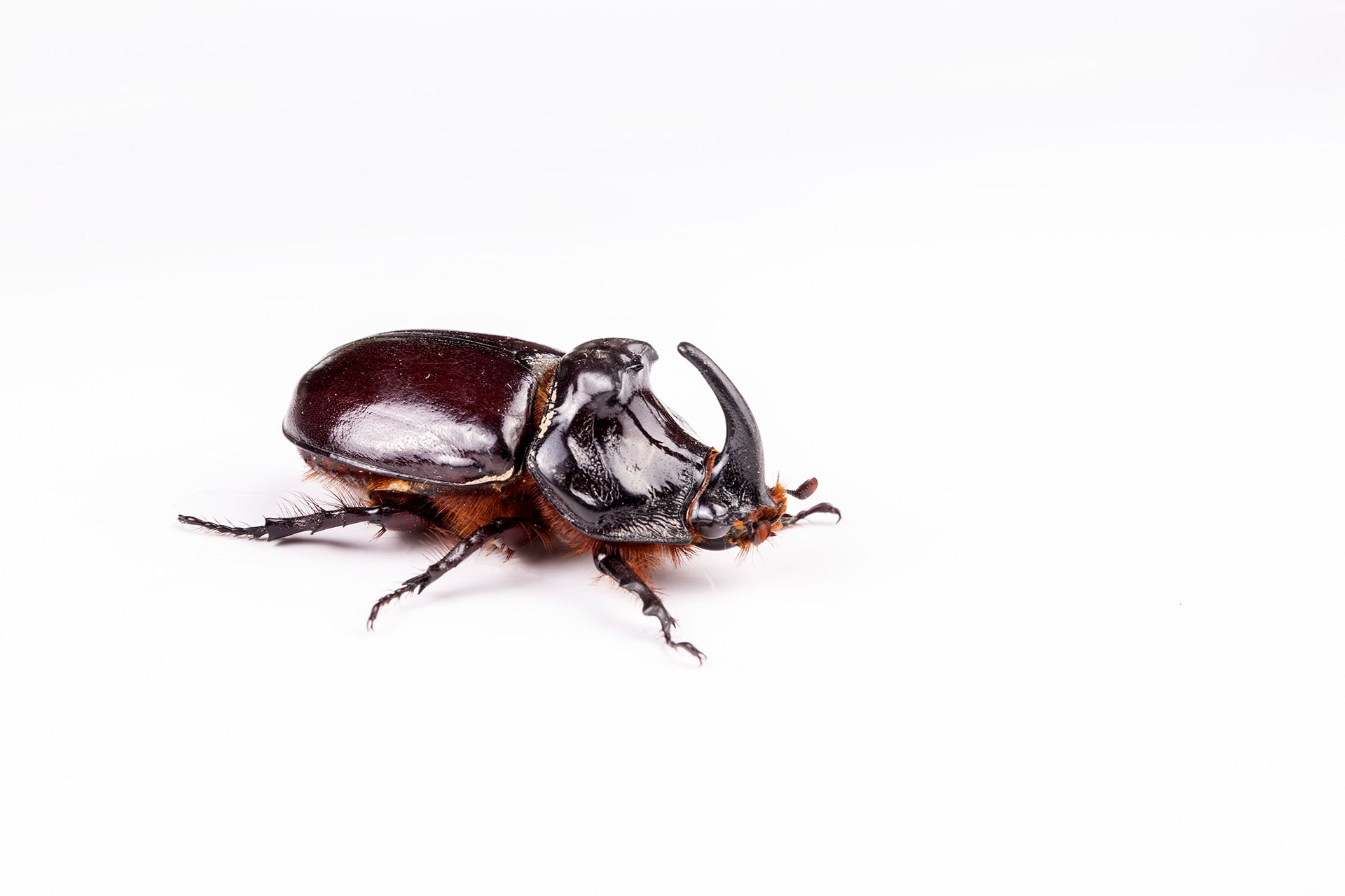 Rhinoceros beetle in coconut farming explained