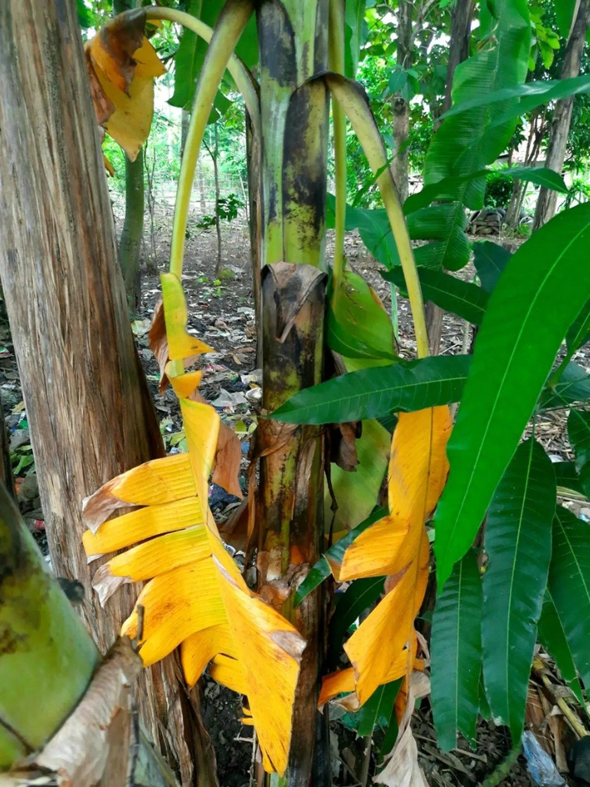 Say Goodbye to Banana Pests with These Simple yet Effective Tips