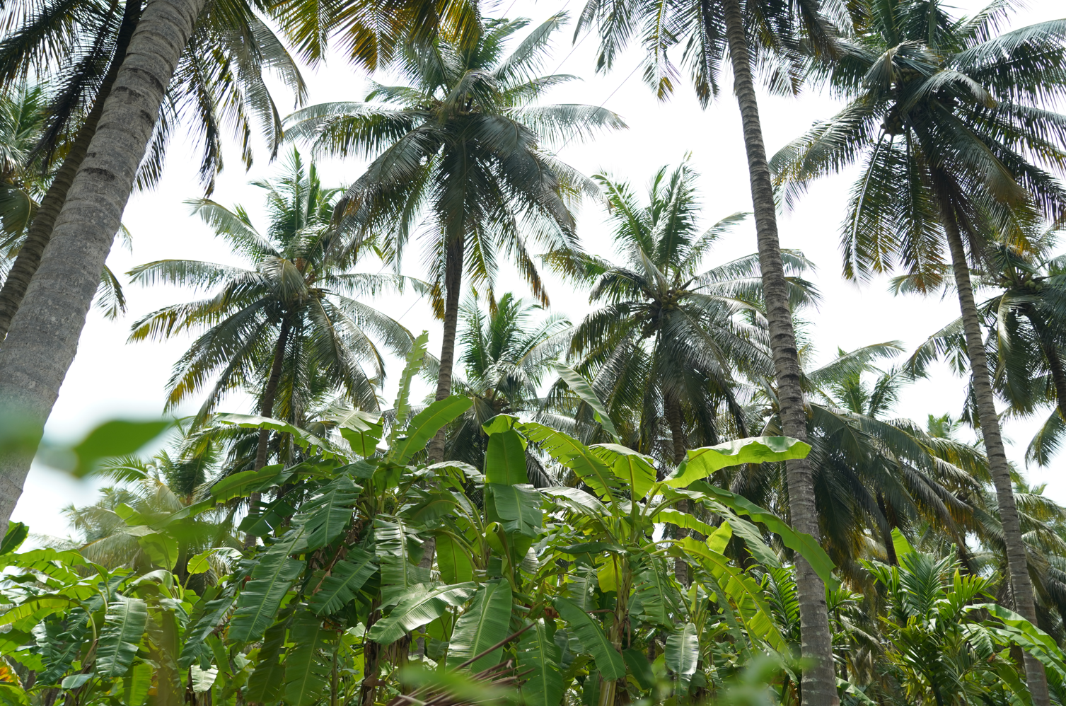 Extra Income Ideas for Coconut Farmers Through Intercropping
