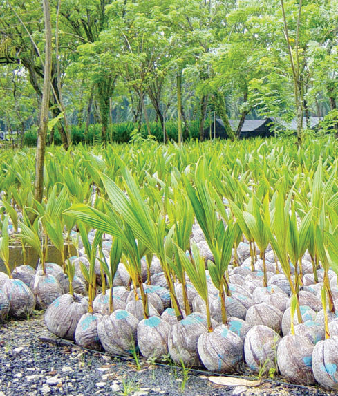 Importance of Seed Selection in Coconut Farming