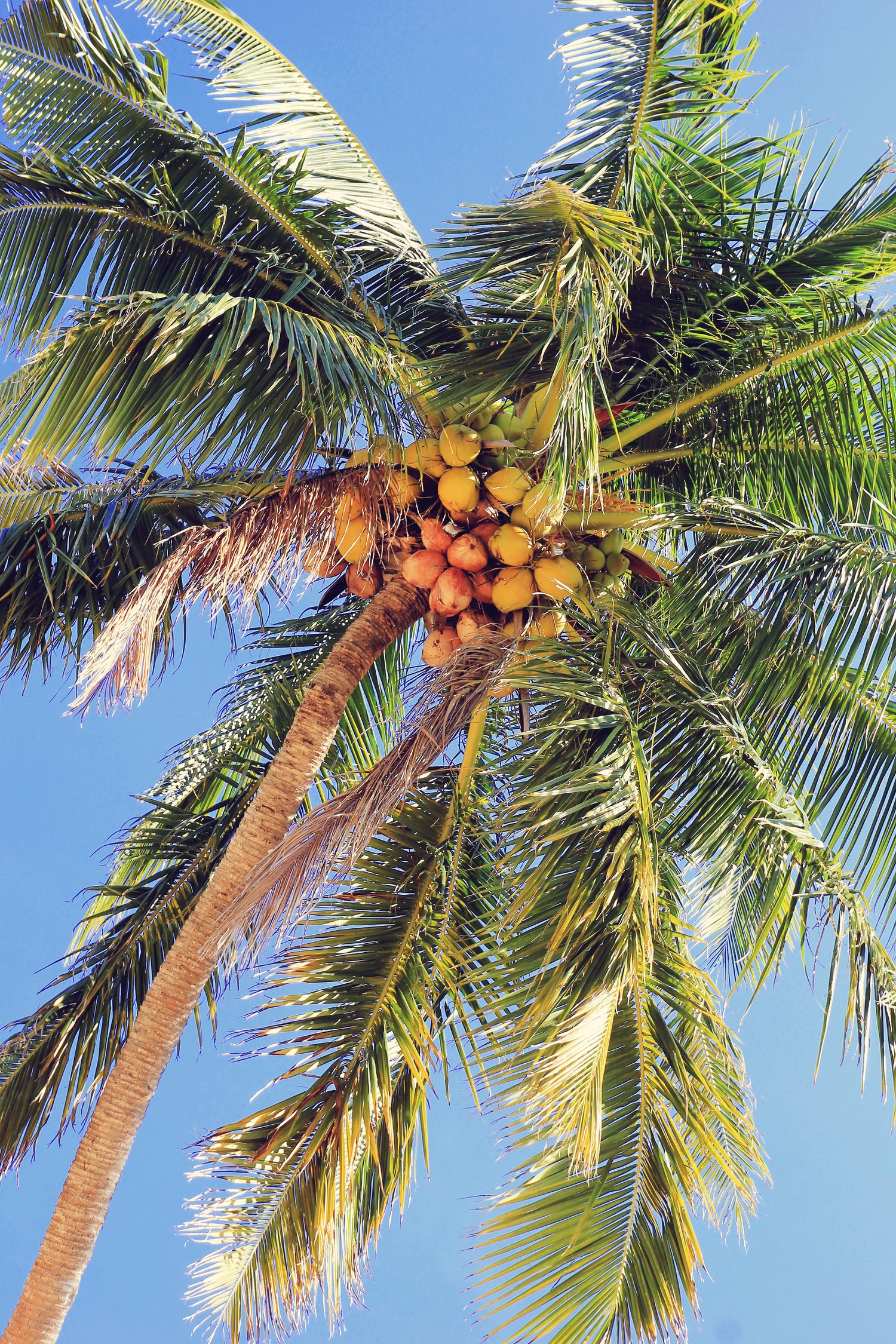 Sustainable Agriculture: 7 reasons Nutrient Management Is Vital for Coconut Farmers