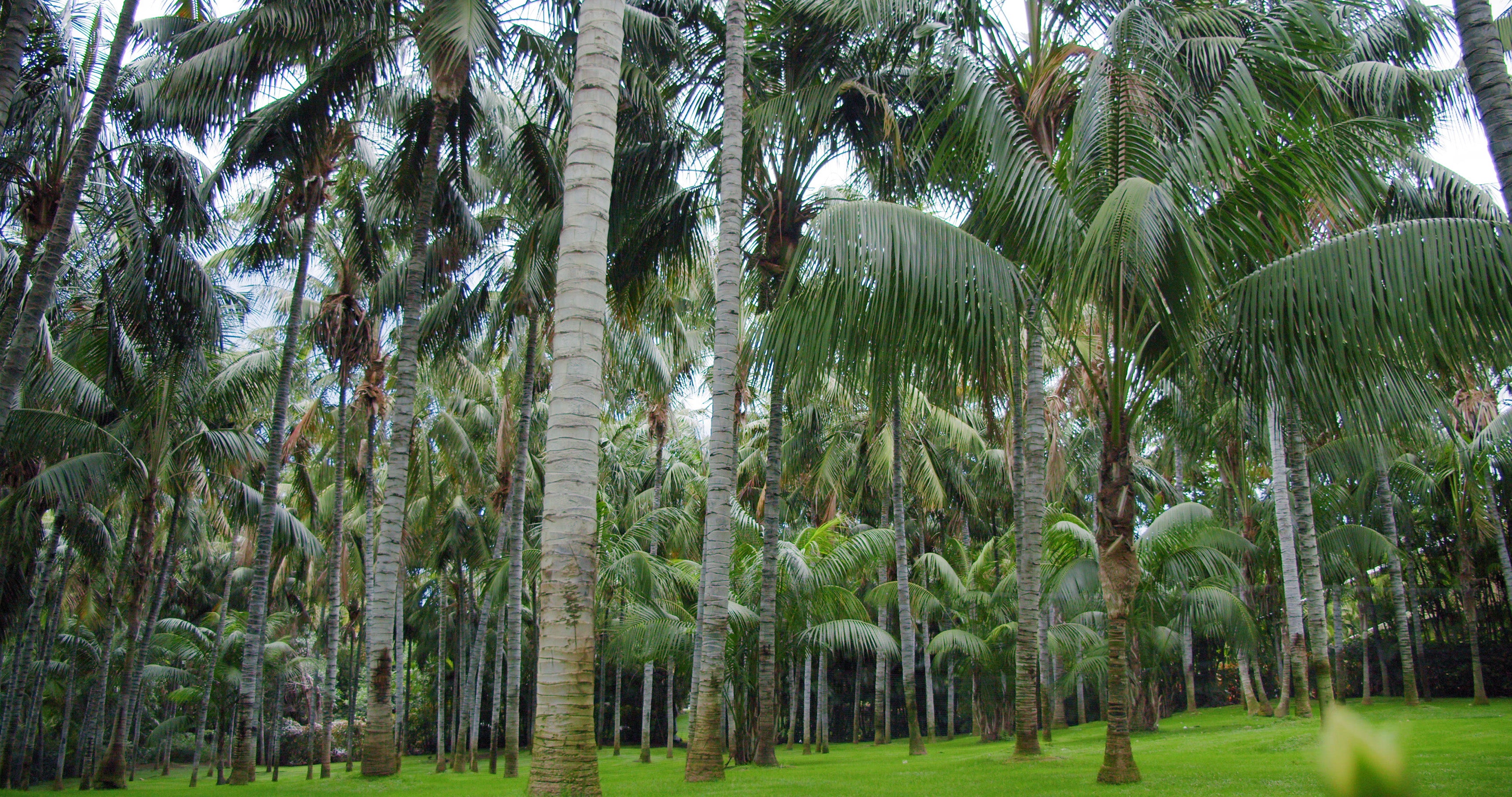 The Art of Effective Nursery Management in the World of Coconut Farming