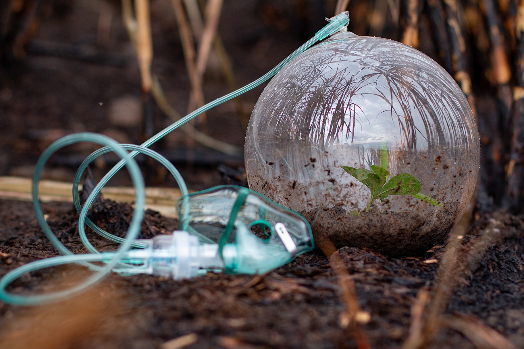 The Interconnectedness of Life: An Exploration of Oxygen's Role in Growing Healthy, Robust Plants