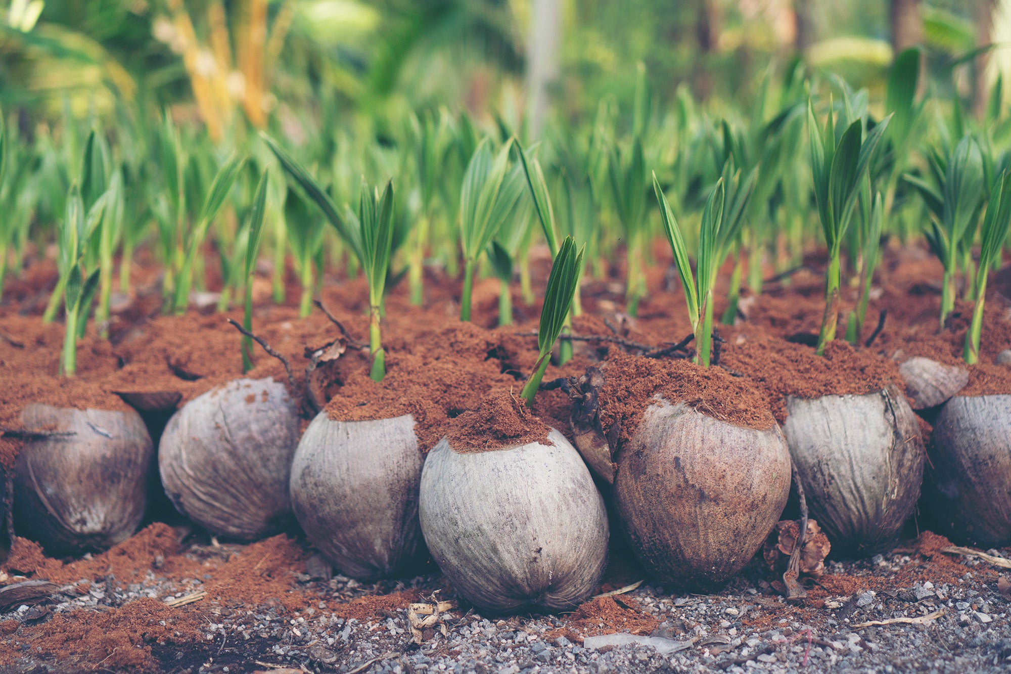 The Power of Phosphorus in Supporting Plant Performance