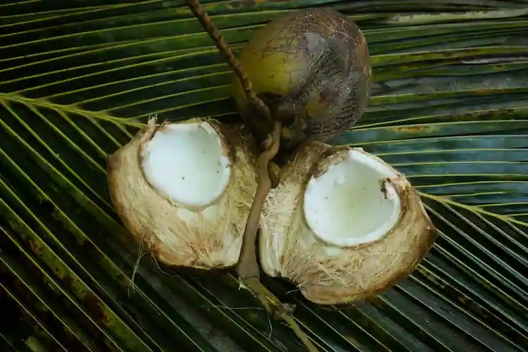 The benefits of Tender Coconut Water from Coconut Plantings
