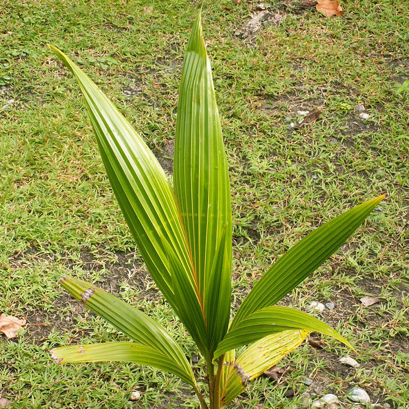 The marketability of the coconut palm plants