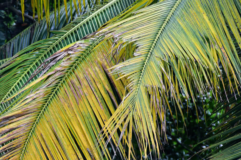 Types of coconut leaf diseases and its prevention