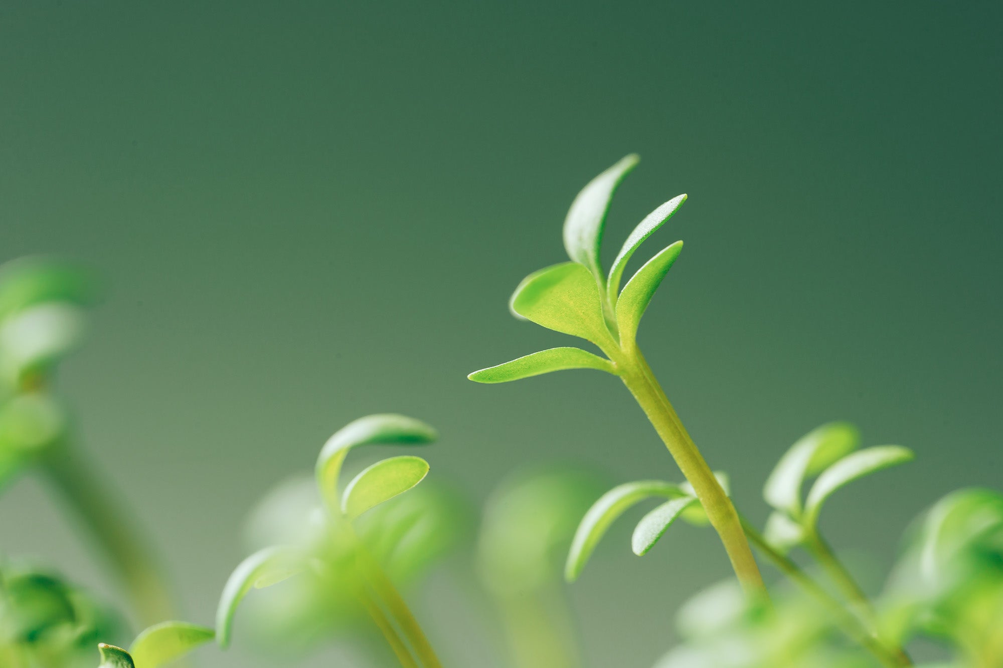 Understanding the Role of Molybdenum in Plant Growth and Development