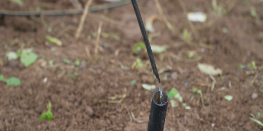 Understanding the Concept of Drip Fertigation in Coconut Farms