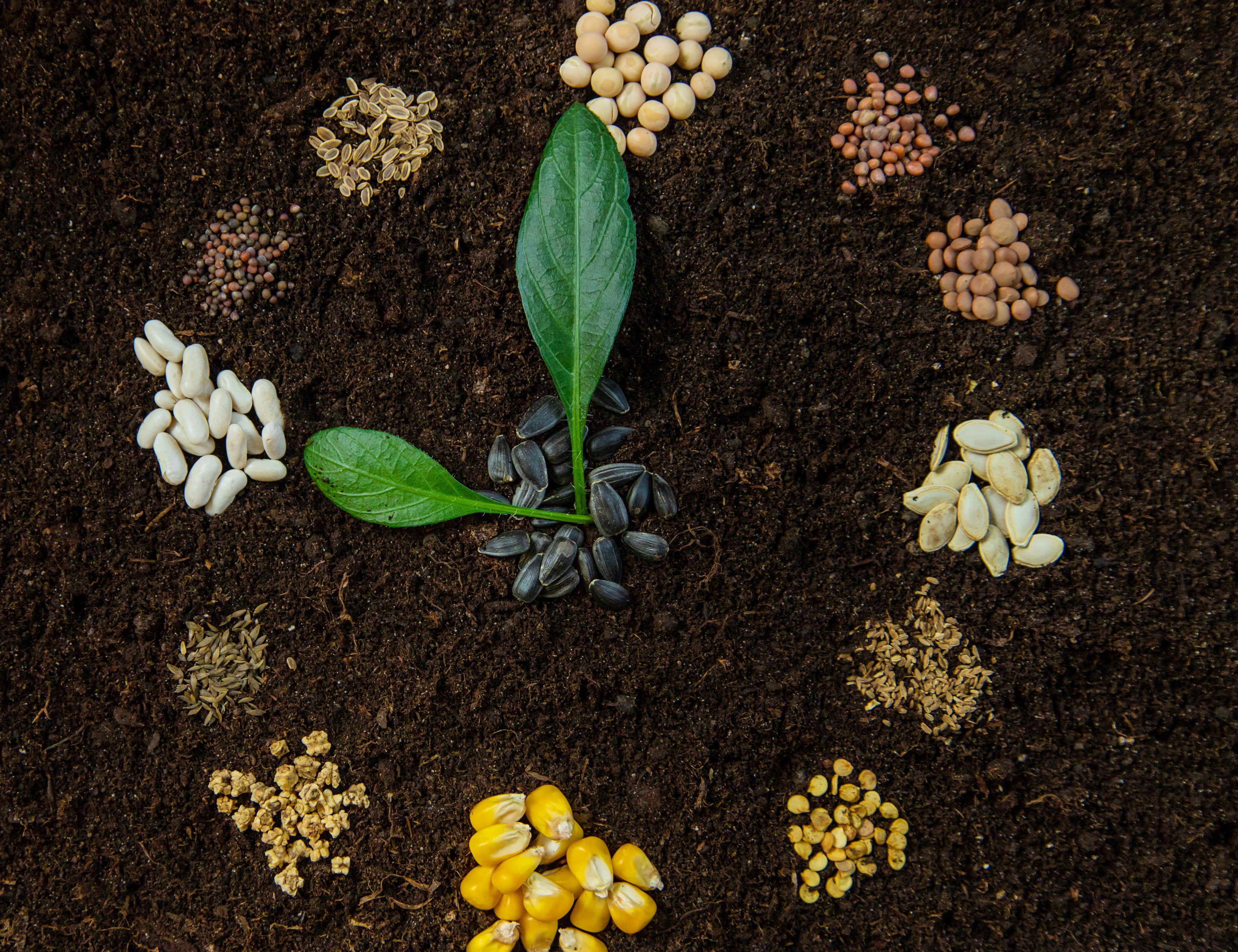 Unveiling the Secrets of Plant Nutrition: How to Balance Essential Plant Nutrients for Optimal Growth and Vibrant Health