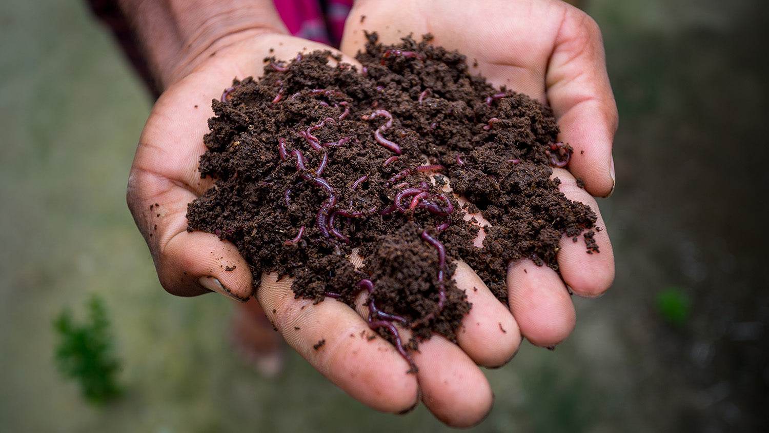 Vermicomposting Using Coconut Leaves in Coconut Farms