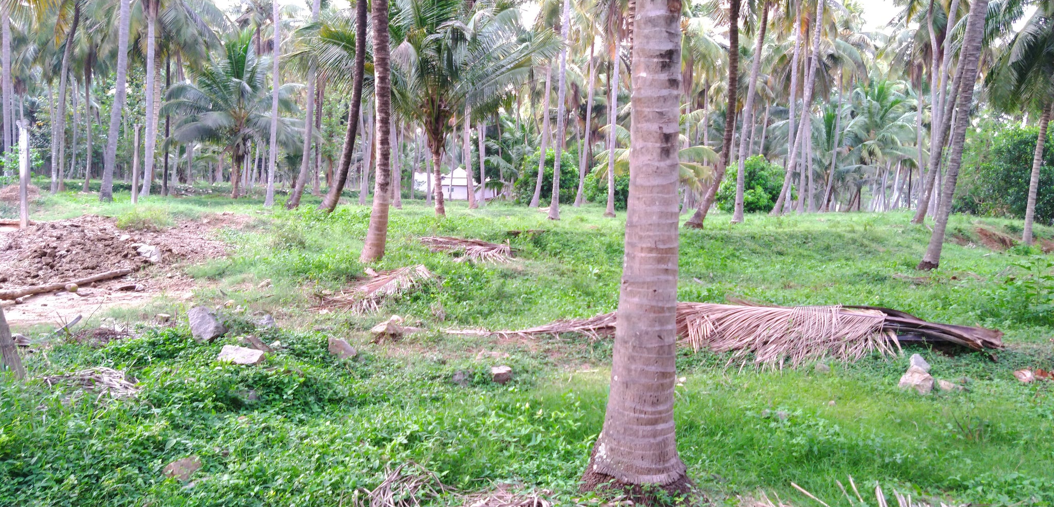 weed-management-in-coconut-farming-explained