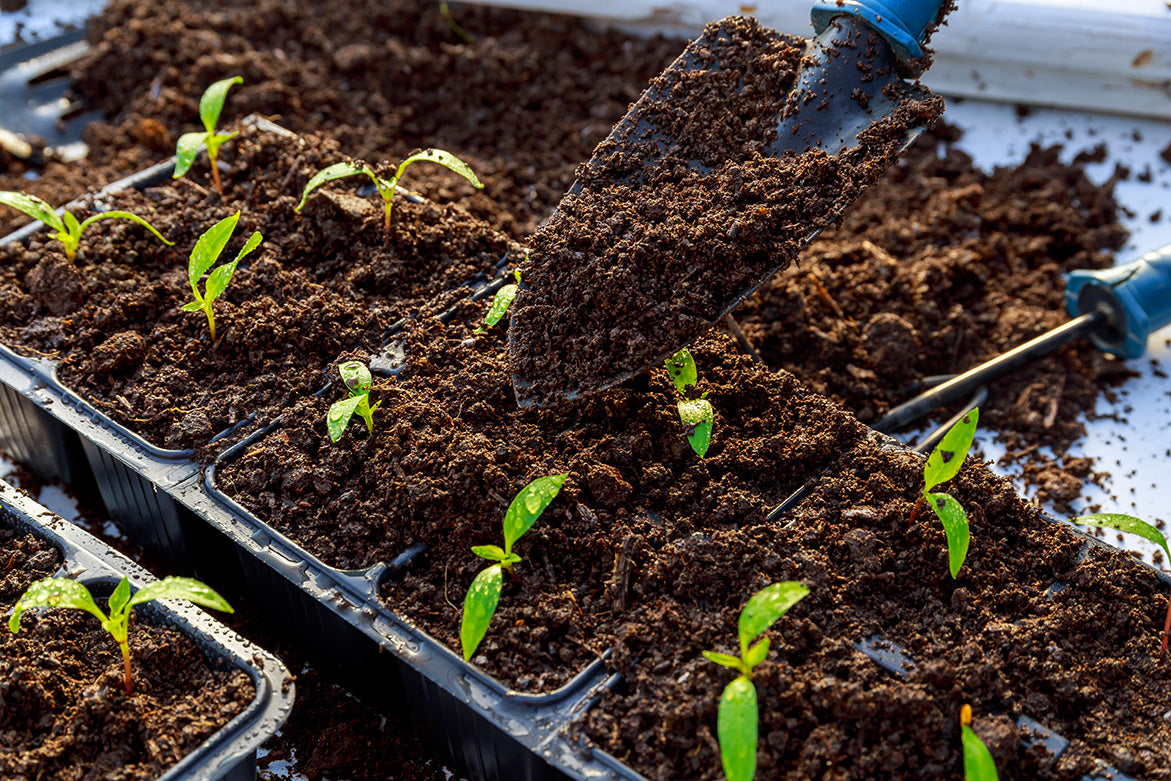 What are the fertilizer requirements for adult coconut trees in India?