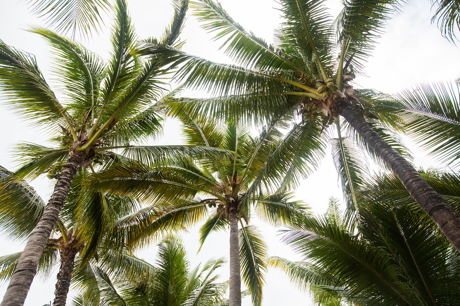 What is the best climate for coconut planting?