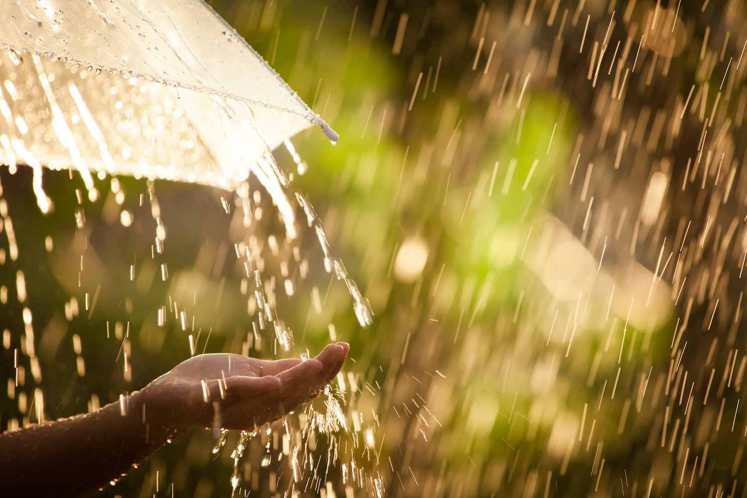 Why Rainwater Harvesting is the Future of Sustainable Living