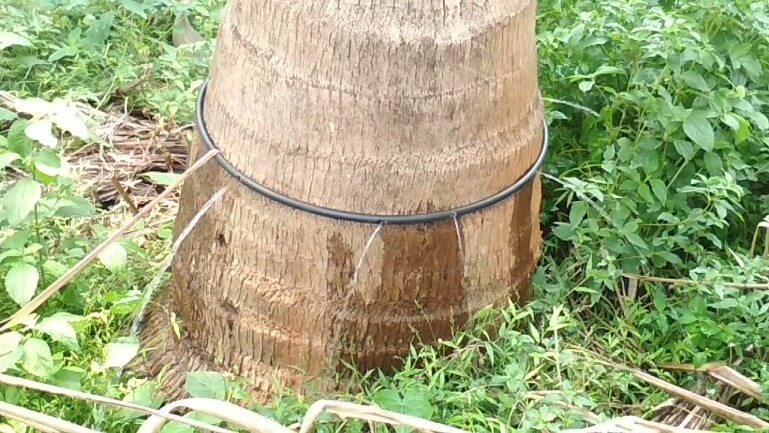 Why is Drip Irrigation Recommended in Coconut Cultivation?