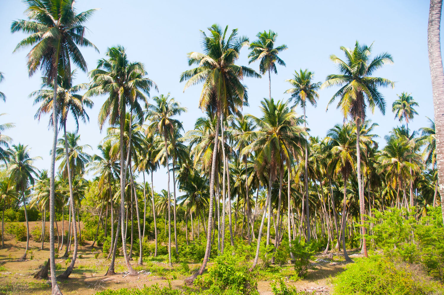 Tall Varieties of Coconut
