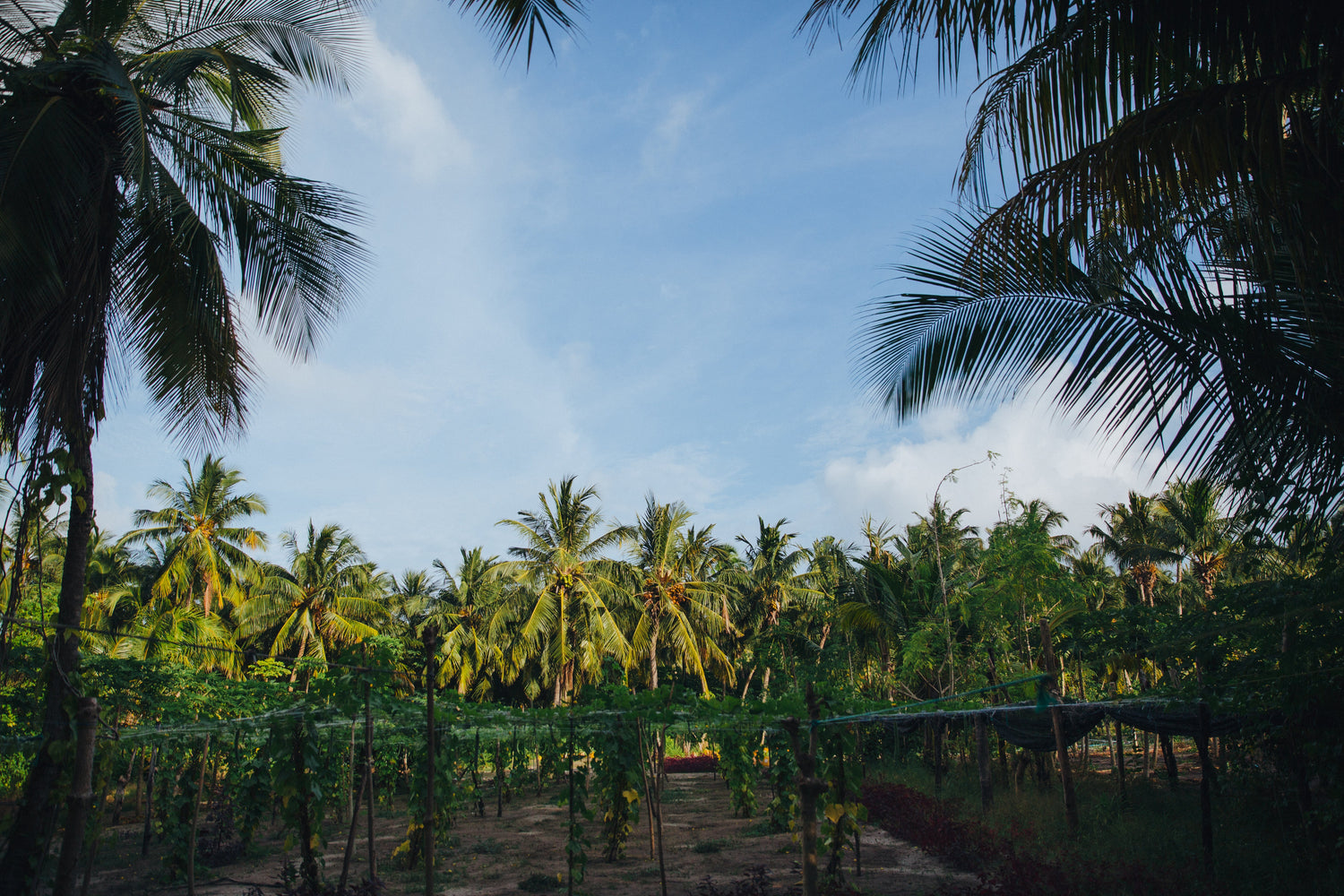 Integrated Farming for Coconut Sustainability