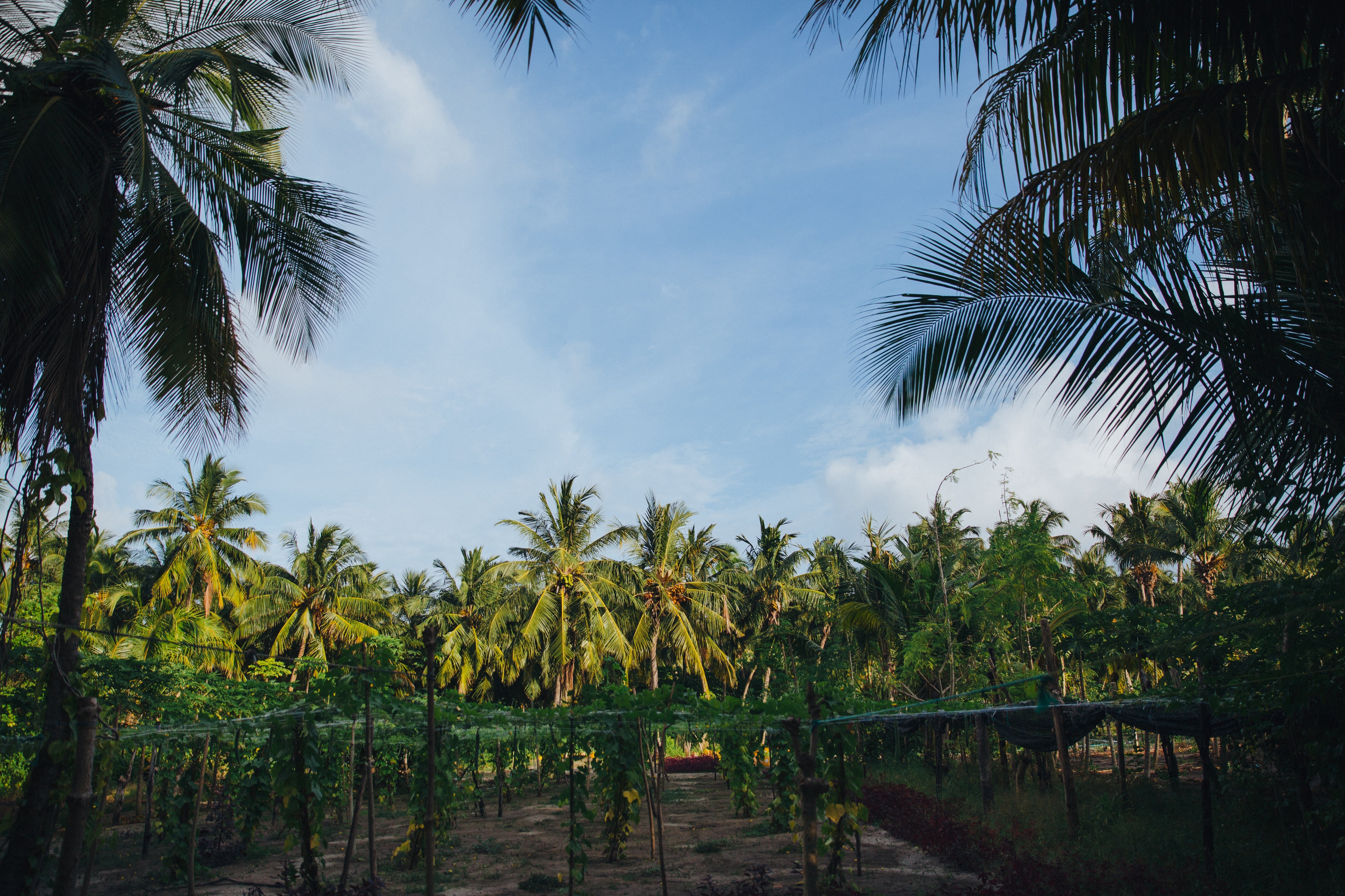 Integrated Farming for Coconut Sustainability