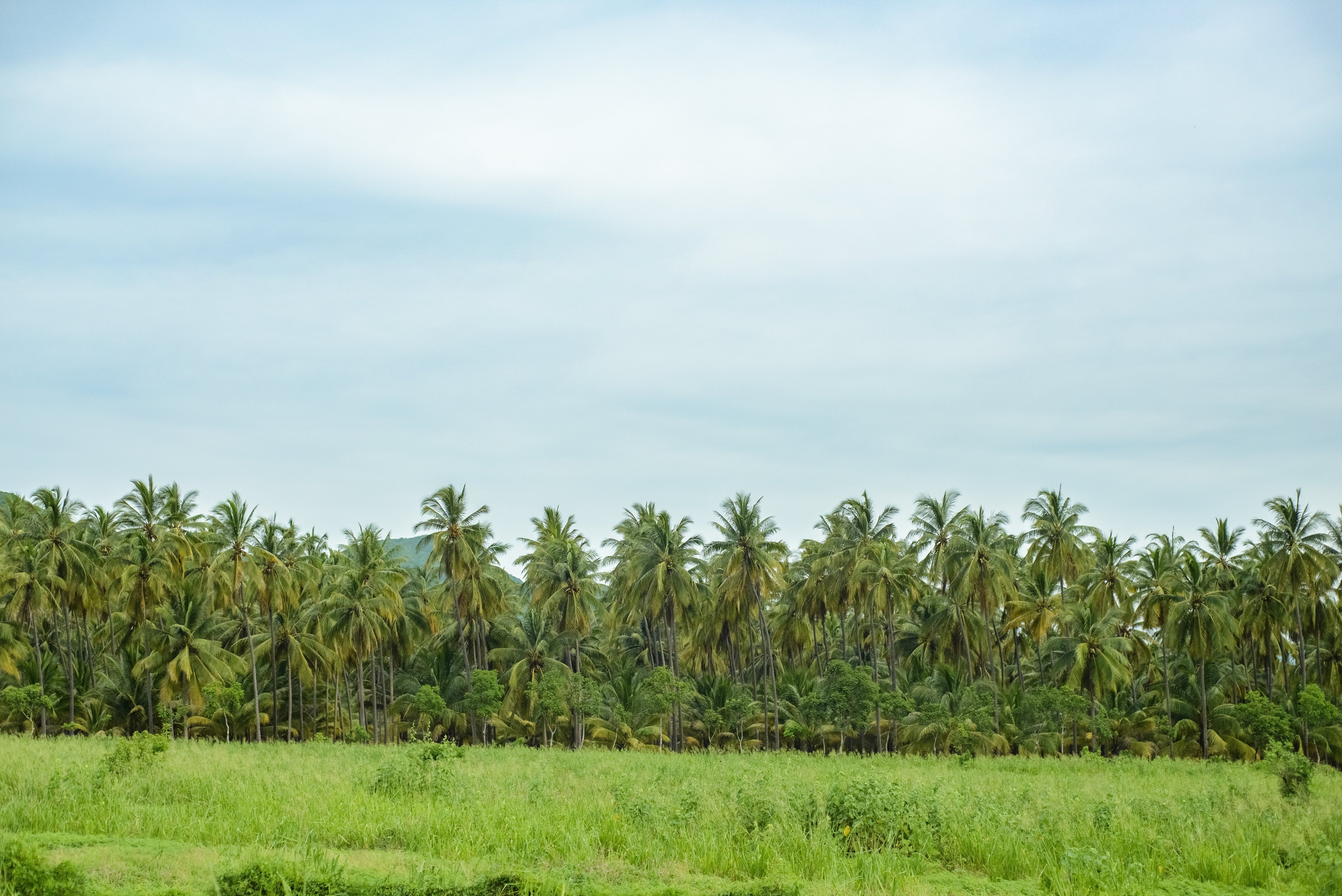 Micronutrients: Keys to Coconut Health