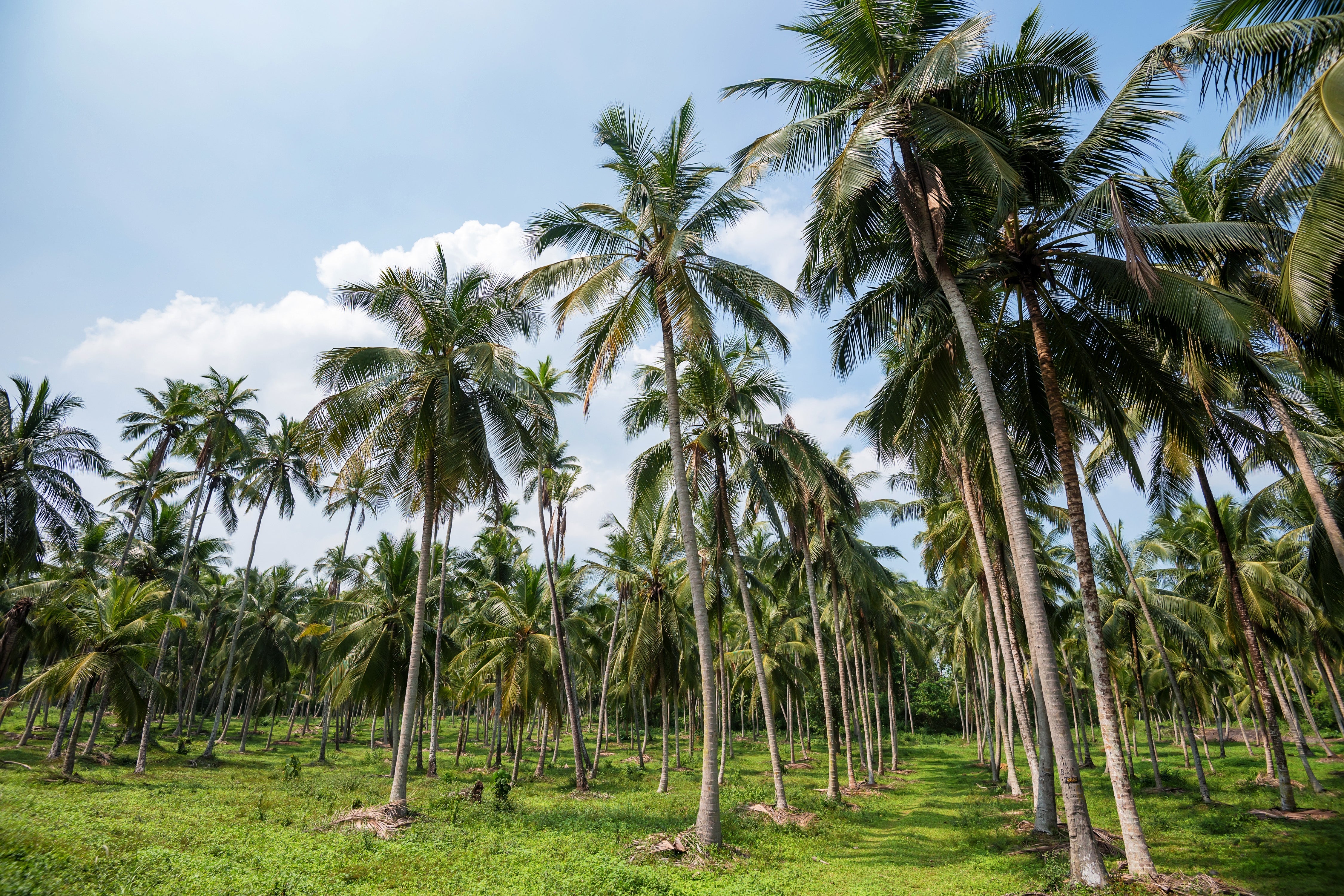 Managing Pencil Point in Coconuts