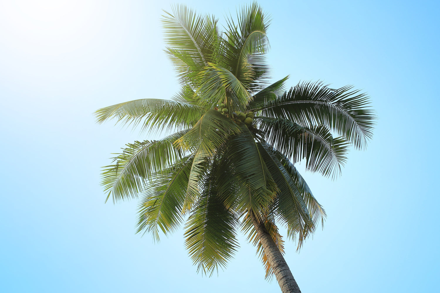 Importance of Nutrient Management in Coconut
