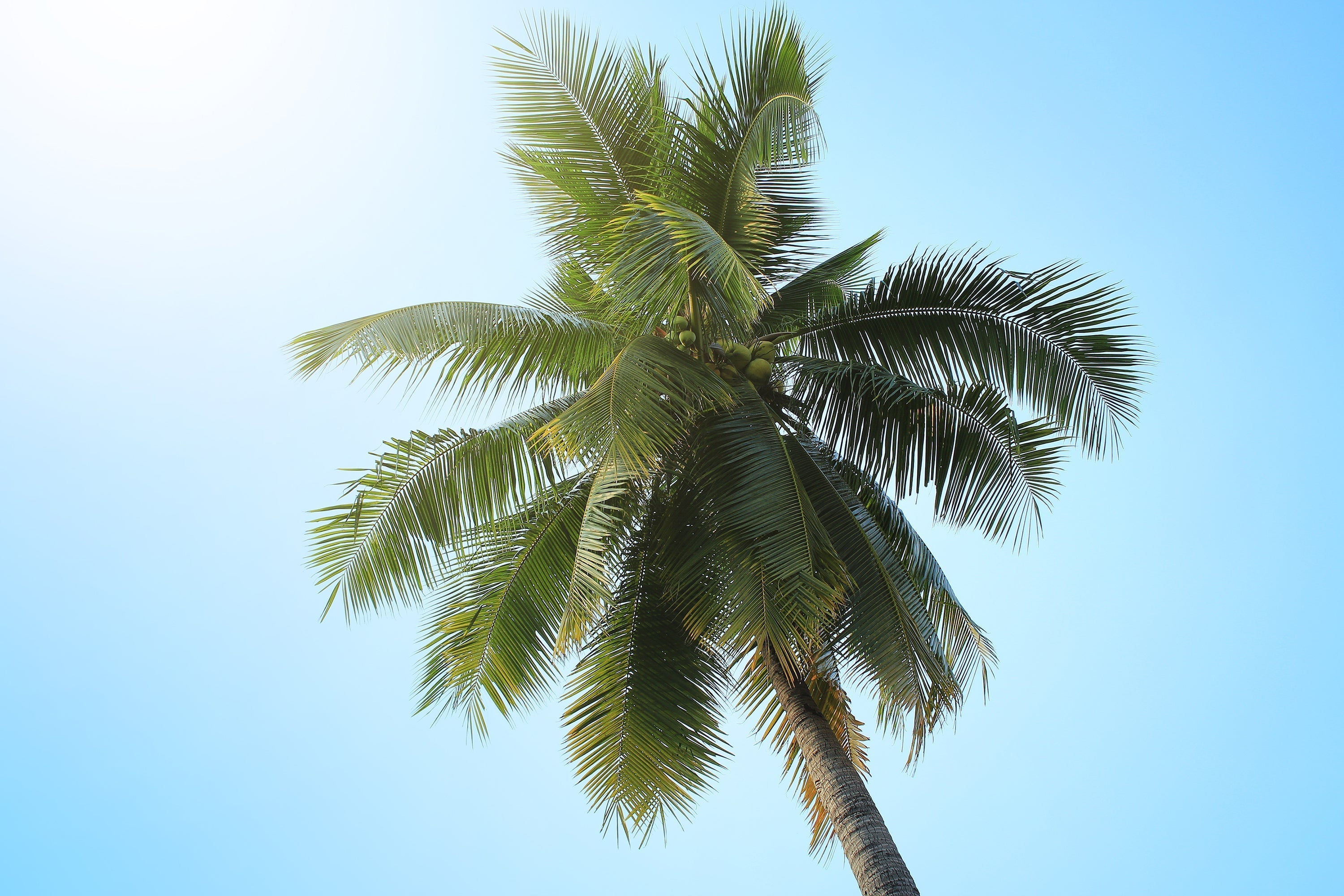 Importance of Nutrient Management in Coconut