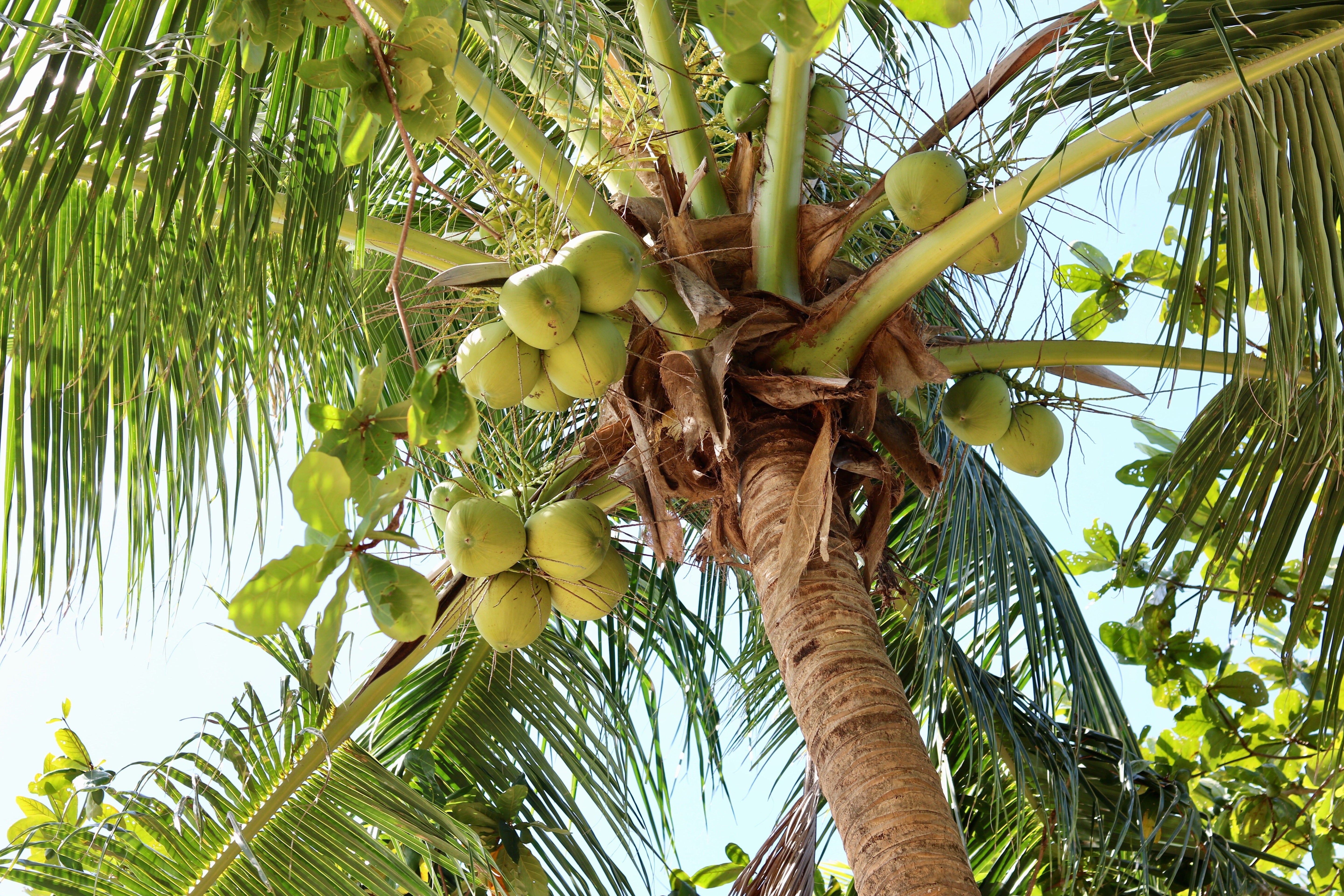 Coconut Mother Palm Selection & Nursery Management