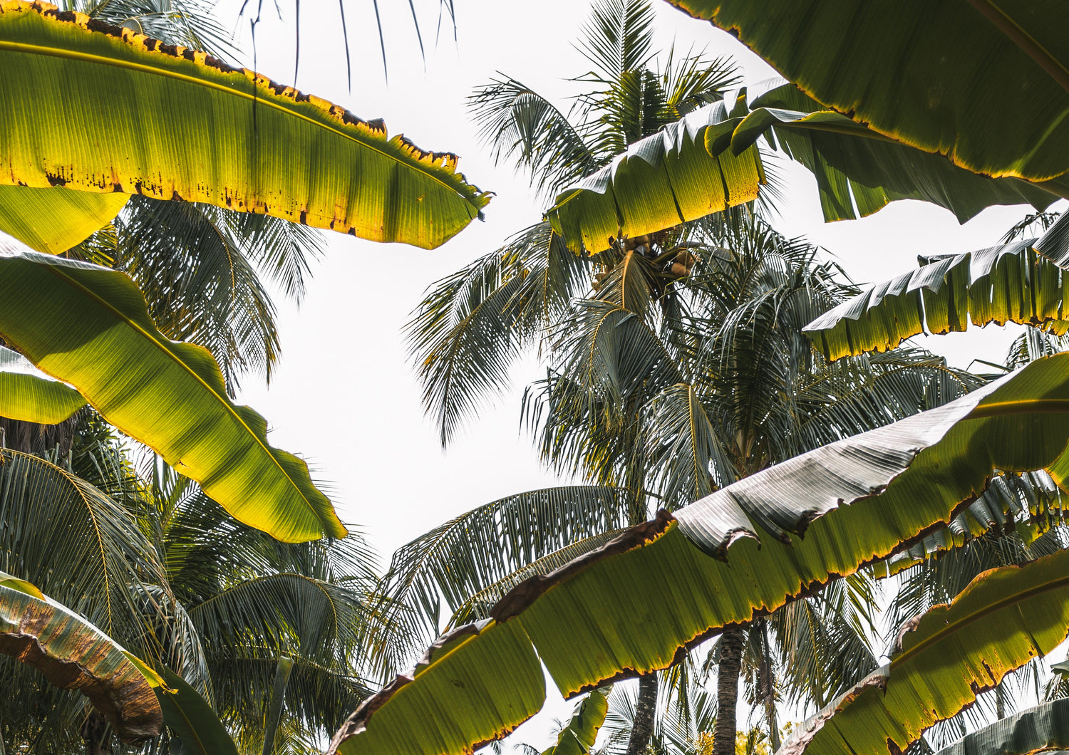 Best Intercrops for Coconut Farms at Different Growth Stages