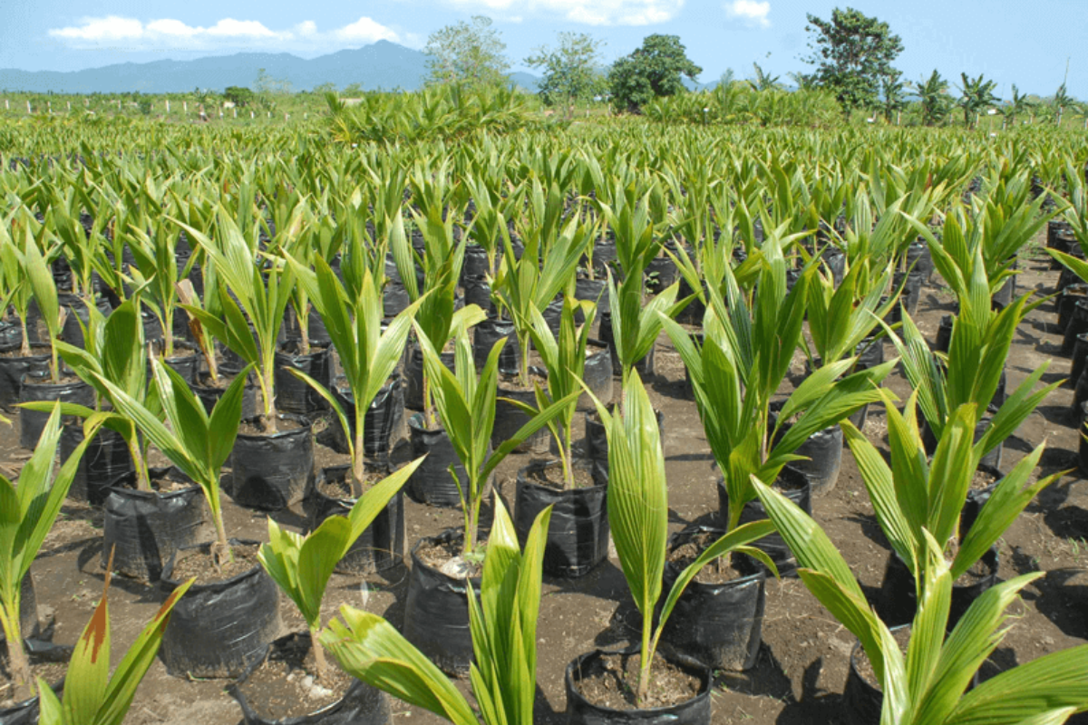 3 Things To Notice While Picking A Coconut Seedling From Nursery