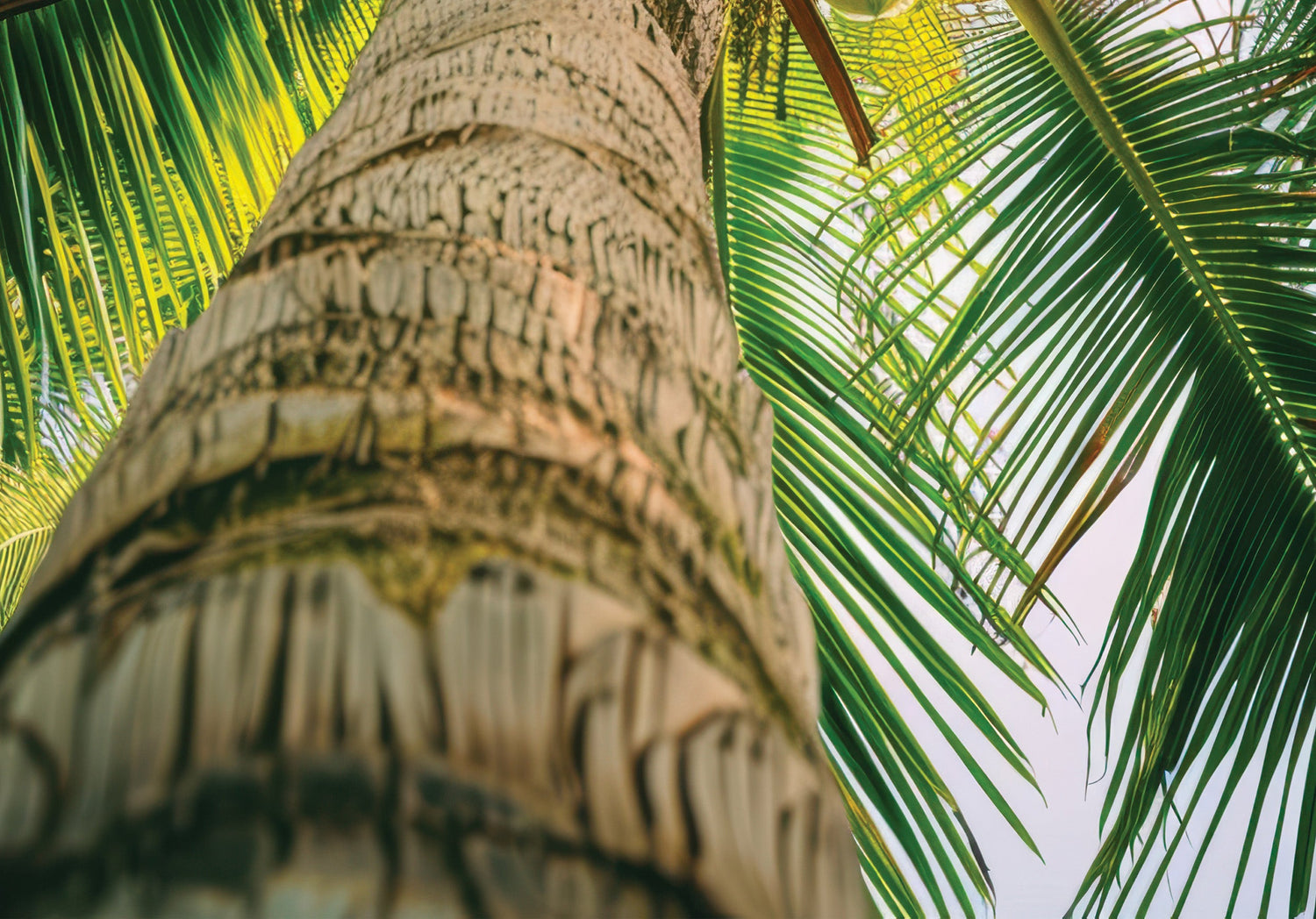 Managing Coconut Stem Bleeding Disease
