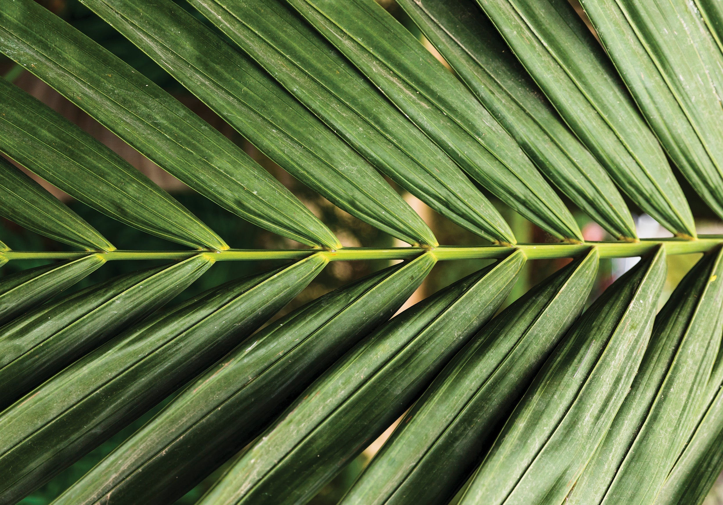 Leaf Blight in Coconut: Symptoms, Yield Loss & Control