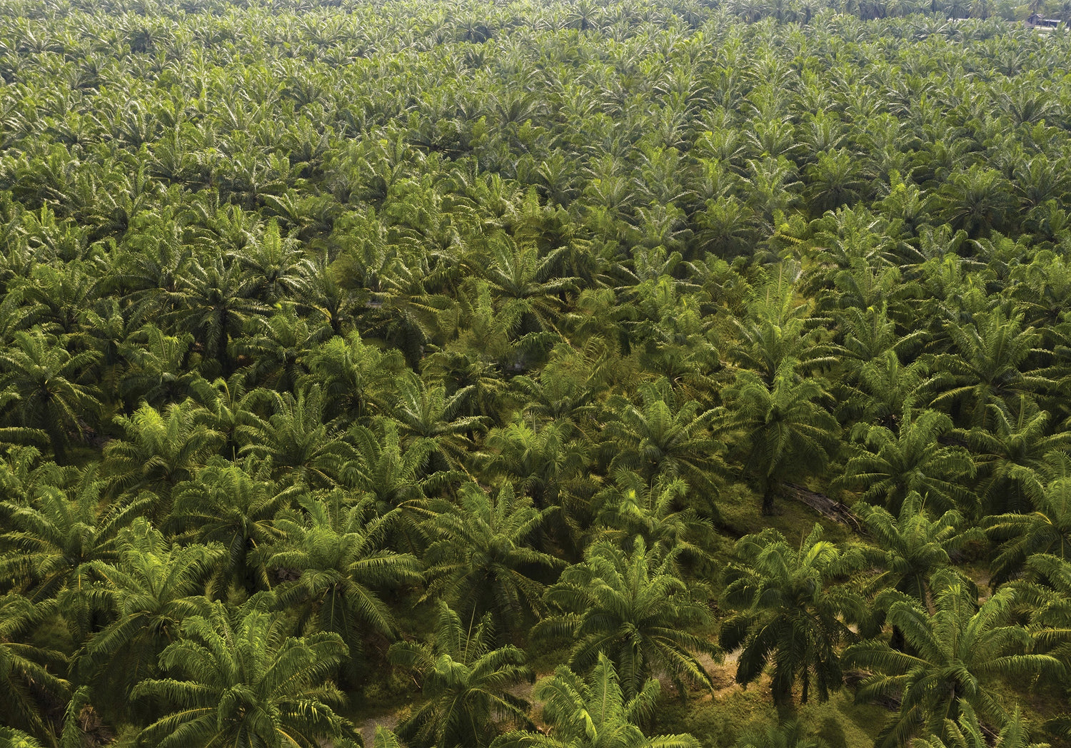 Organic manures for coconut
