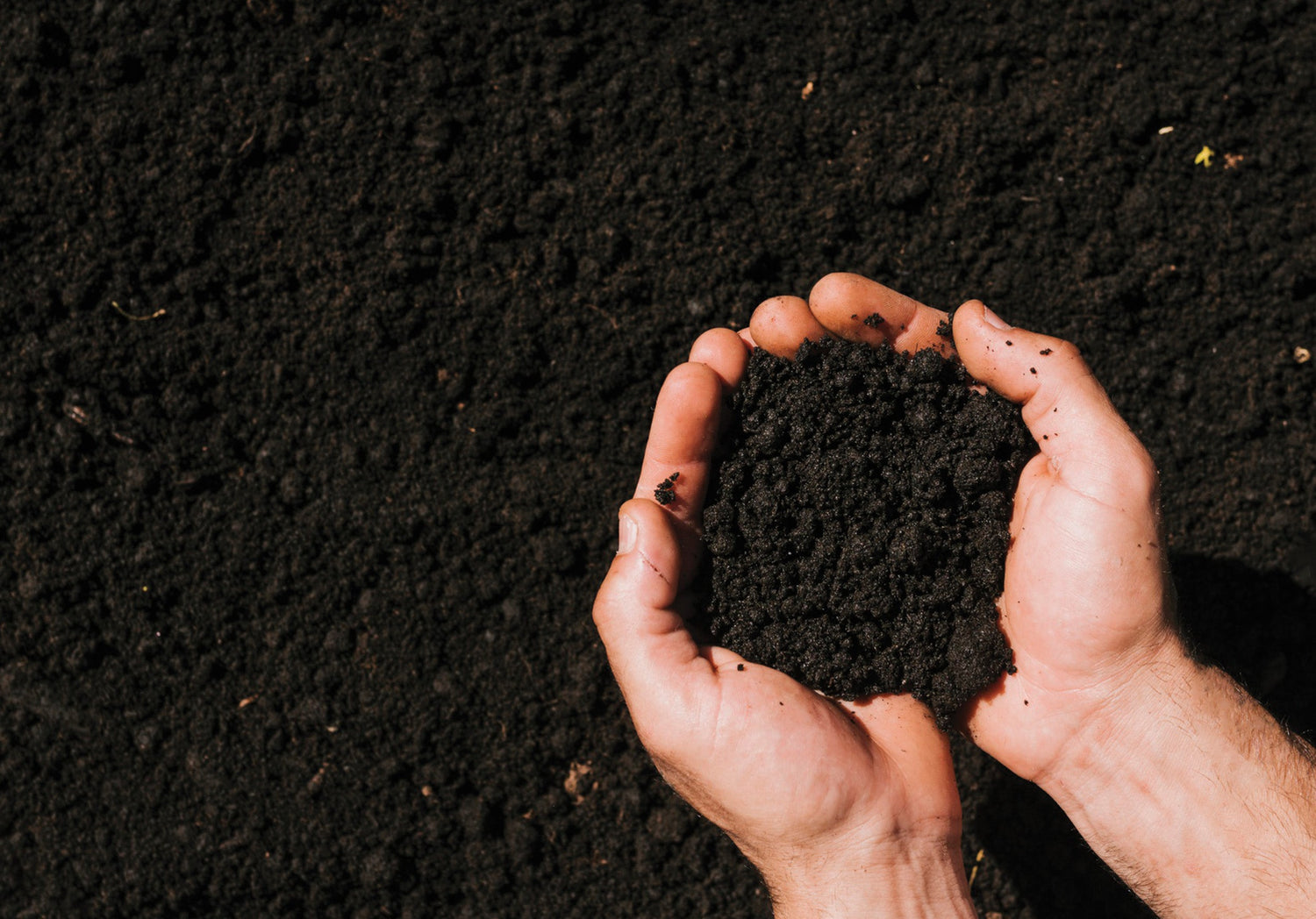 Beejamrit: Natural Seed Treatment Solution