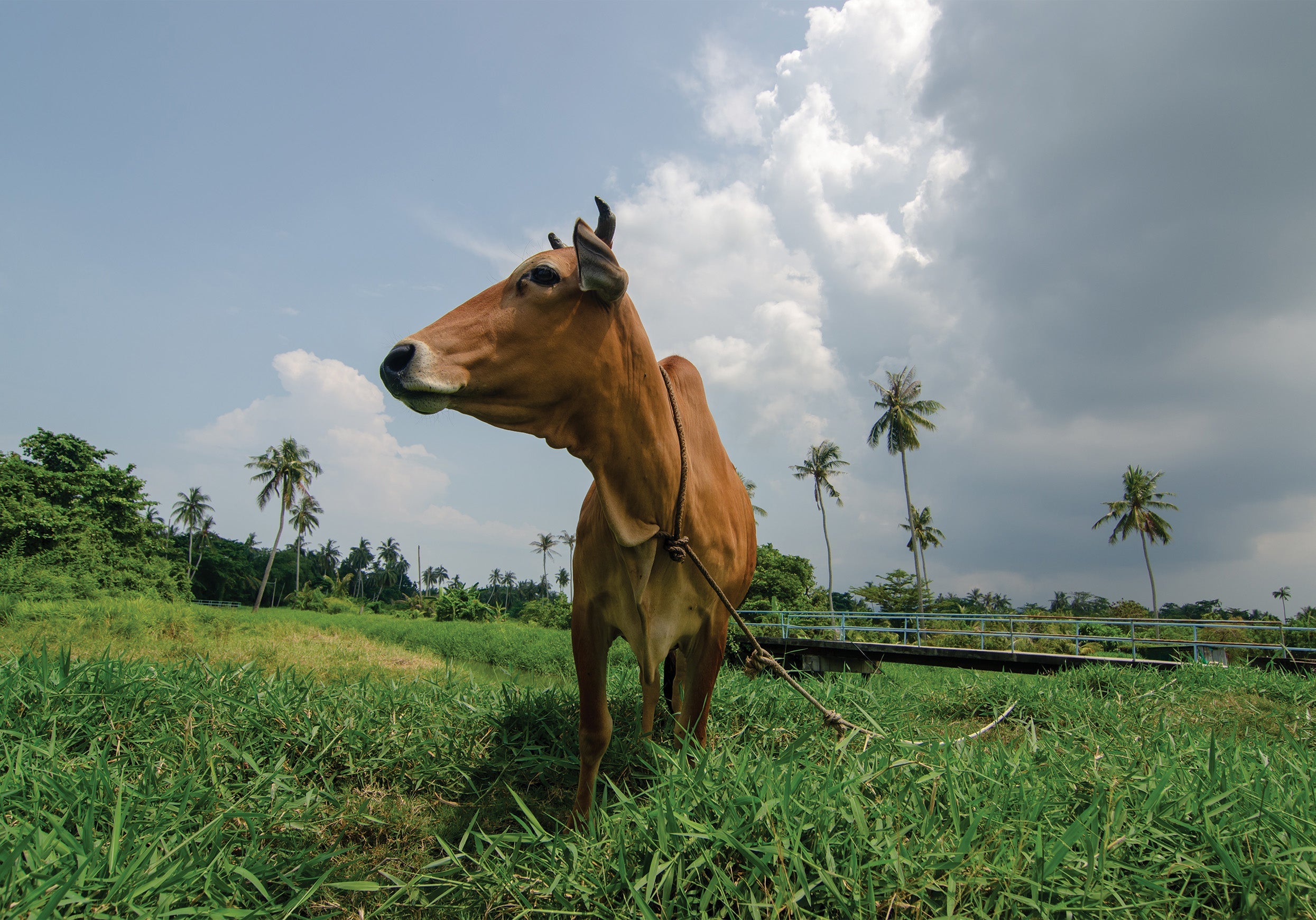 Panchagavya: Organic Growth Promoter
