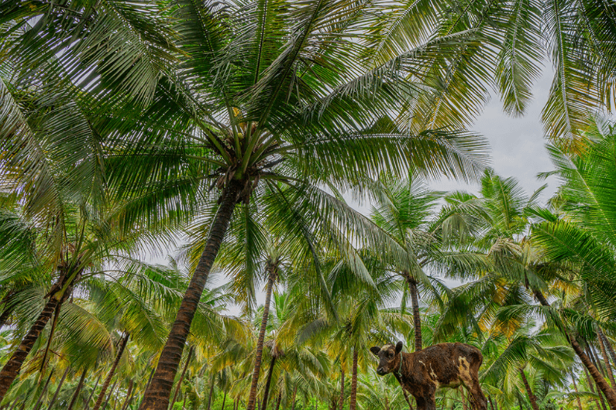 Black Headed Caterpillar: Attack And Prevention