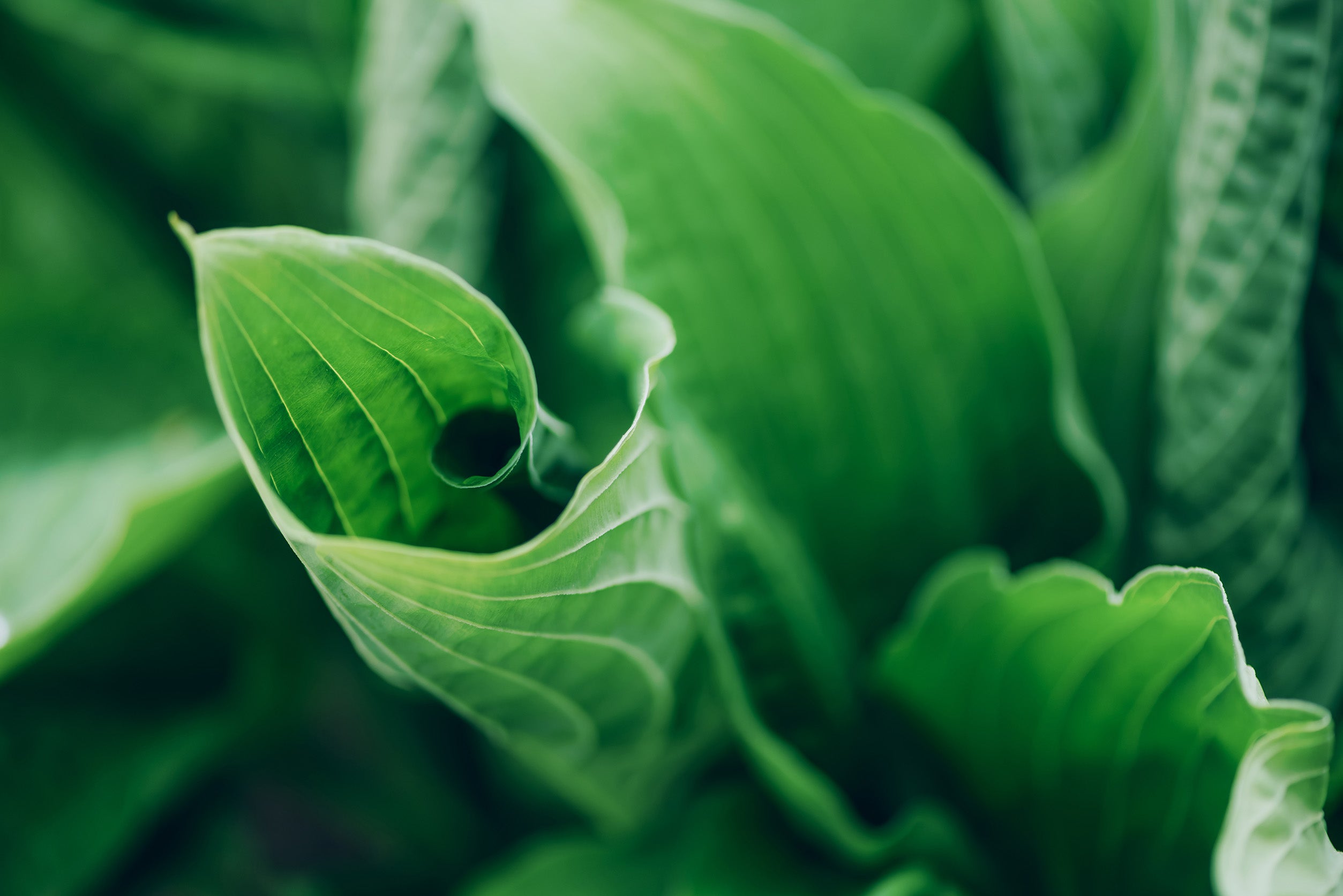 5 Tips for Reducing Air Pollution with Indoor Plants