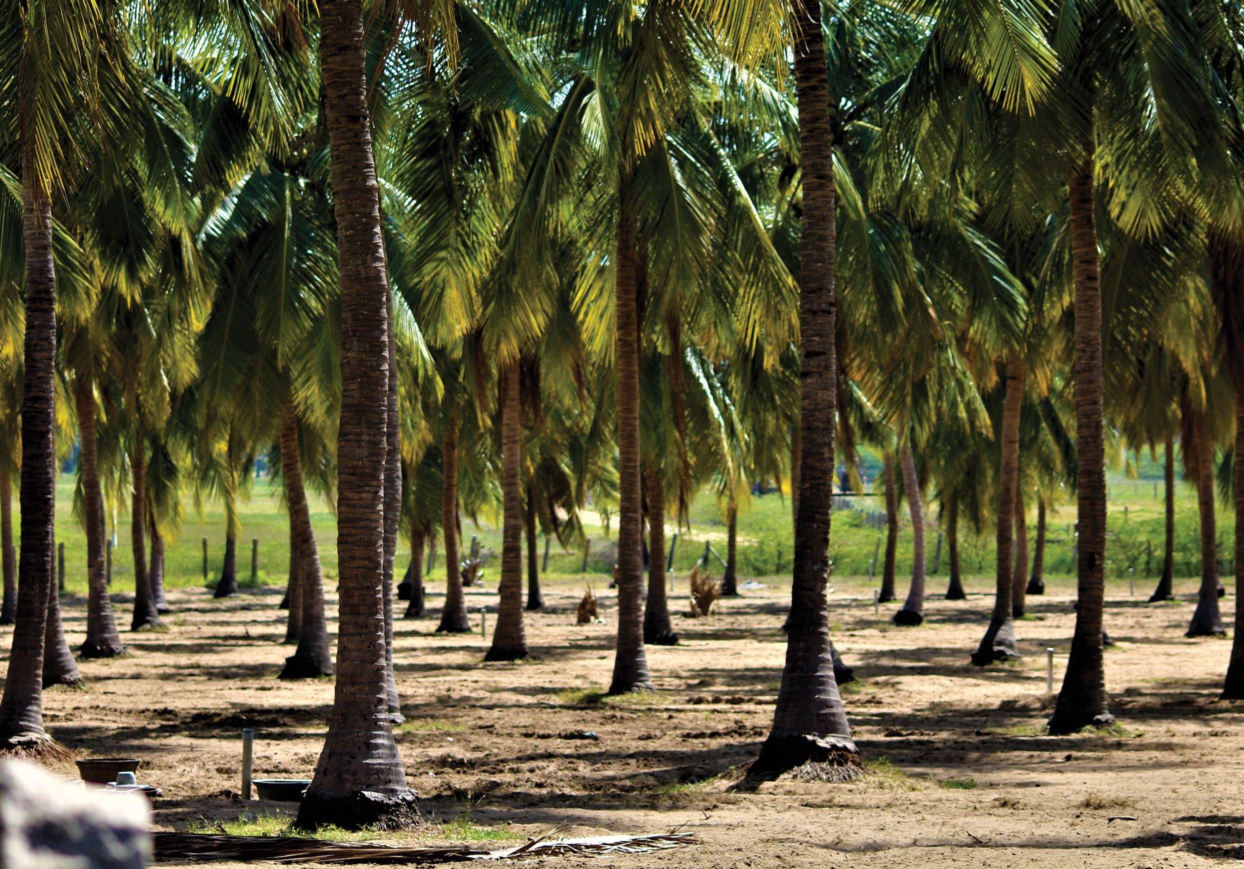 Root Wilt (Kerala Wilt) of Coconut: Symptoms & Management