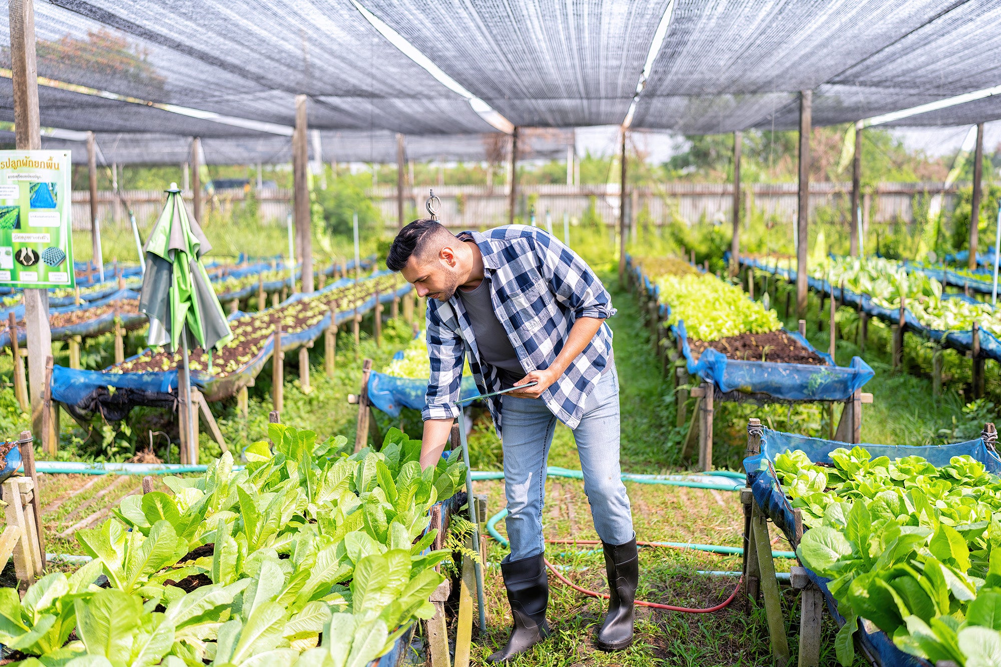8 Reasons Why You Should Start Urban Farming