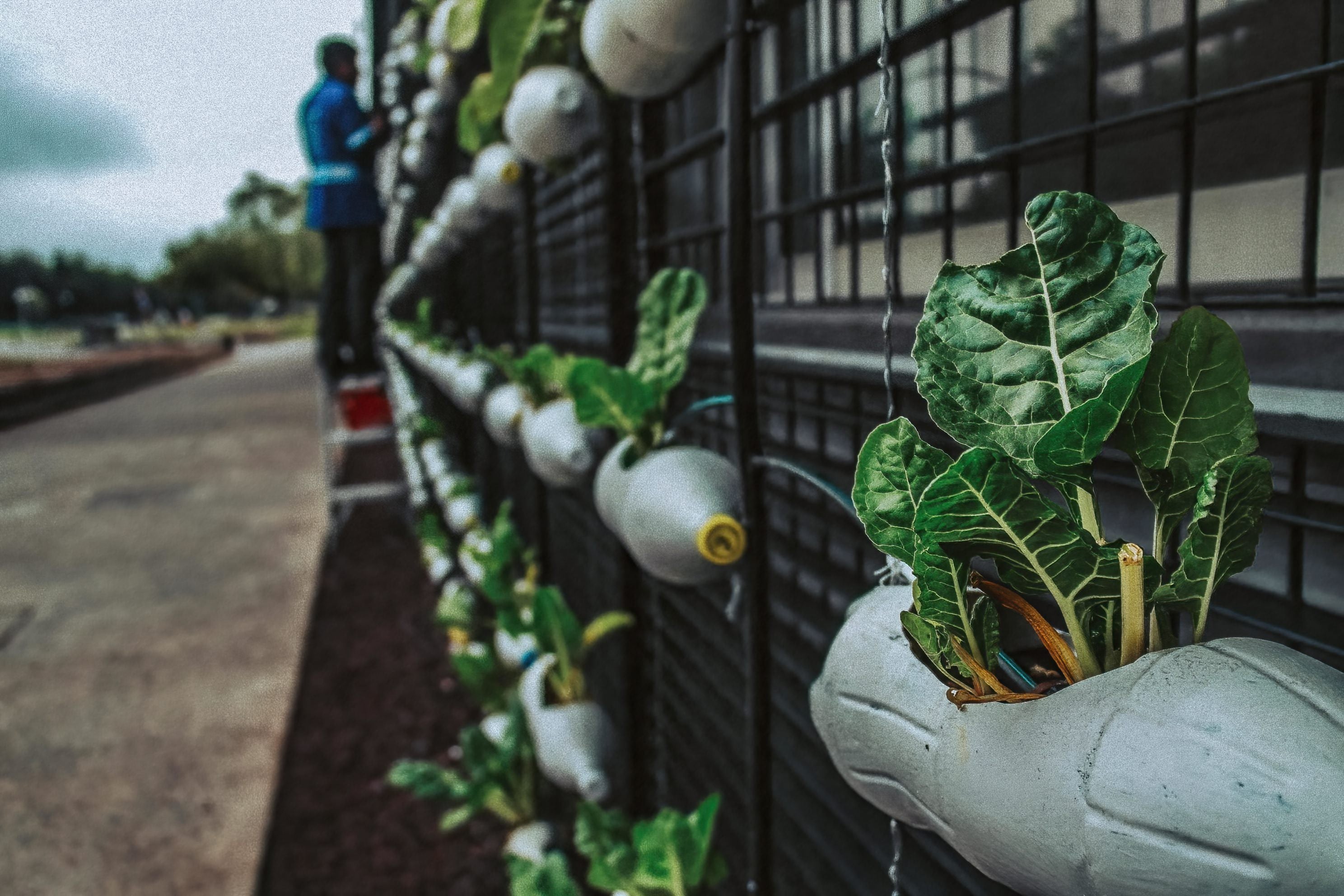 A Greener Future with Vertical Gardening - How this Trend is Changing the World