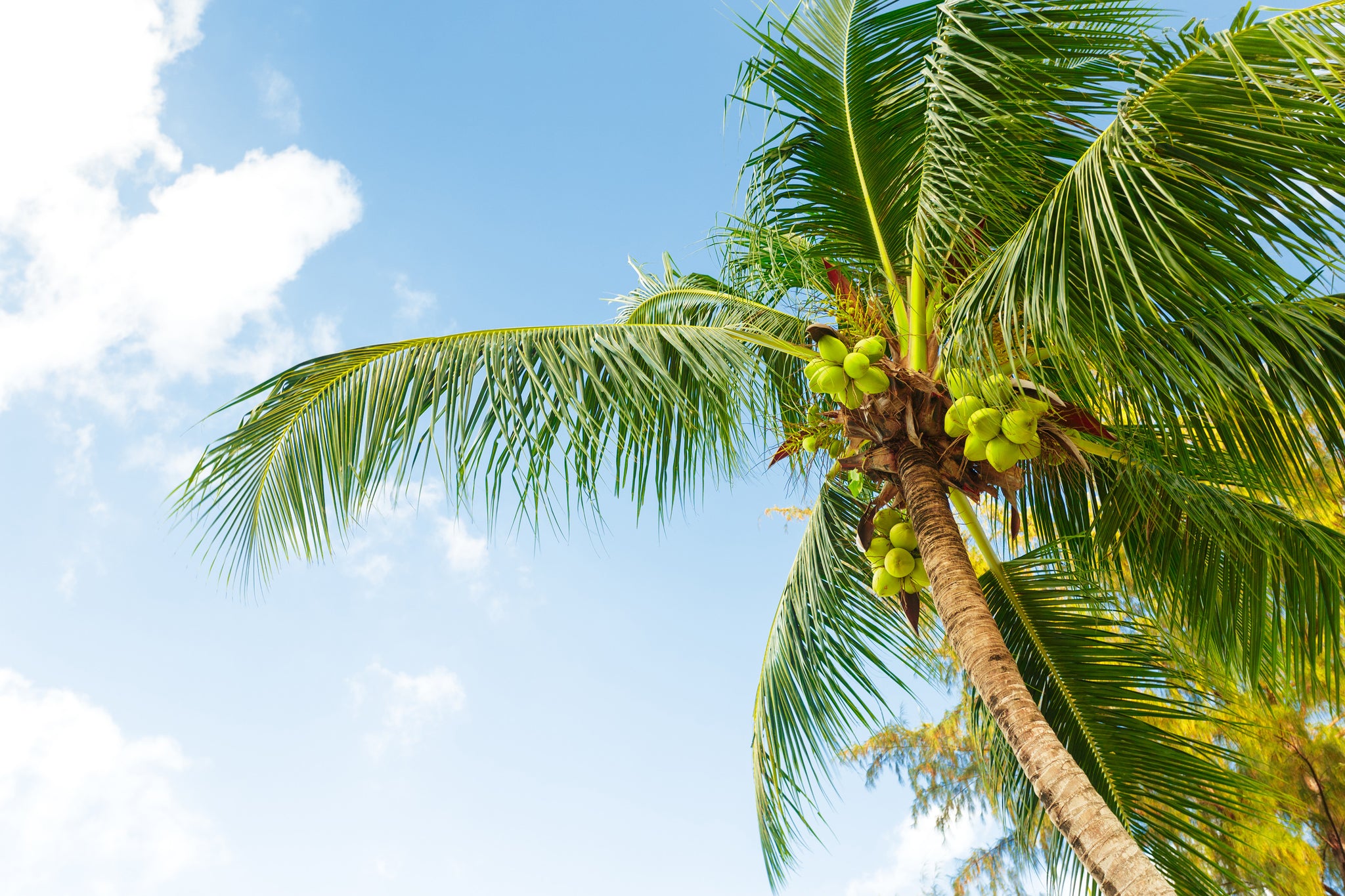 All About the Coconut Palm Insurance Scheme