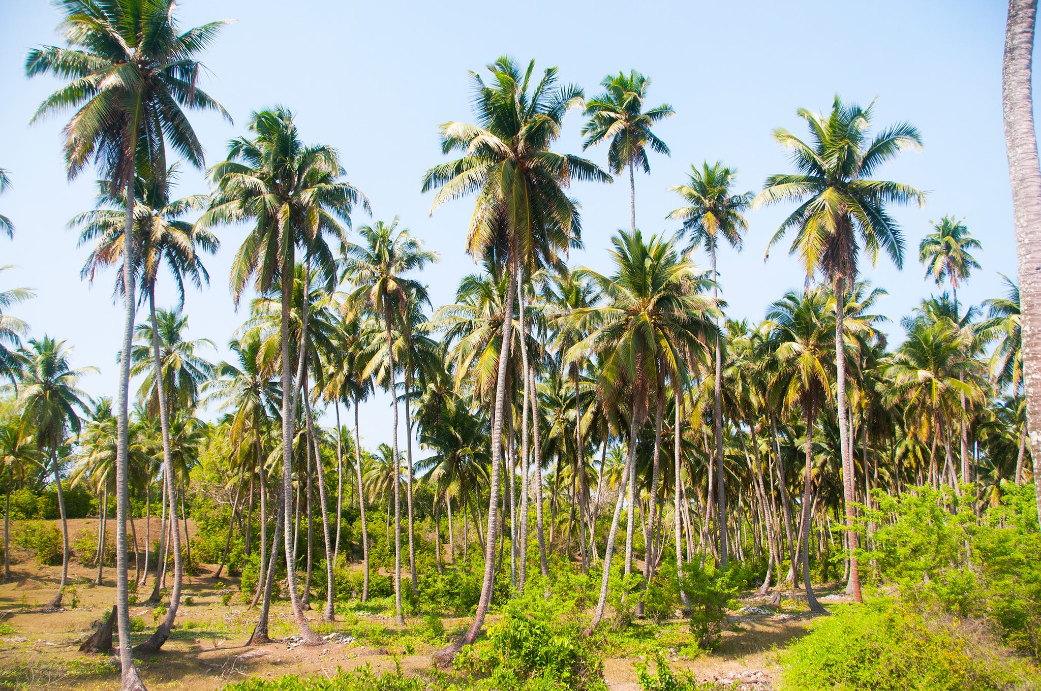 Benefits of growing coconuts in India