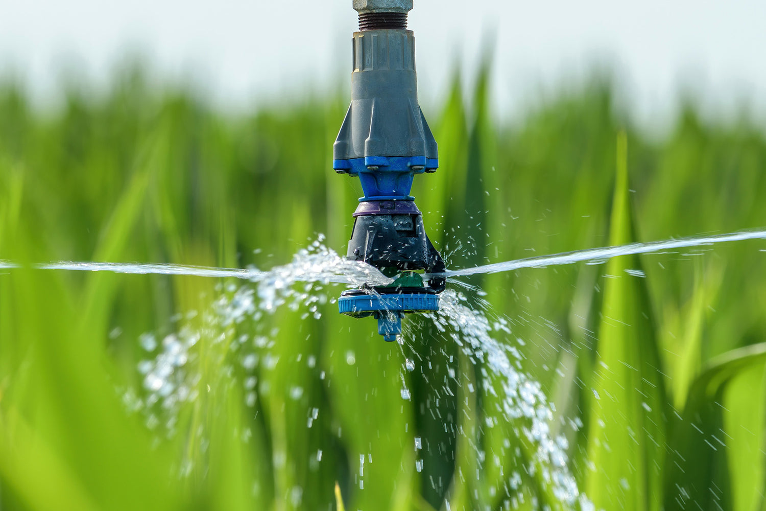 Beyond the Basics: Creative Applications of Rainwater Harvesting in Agriculture and Urban Planning