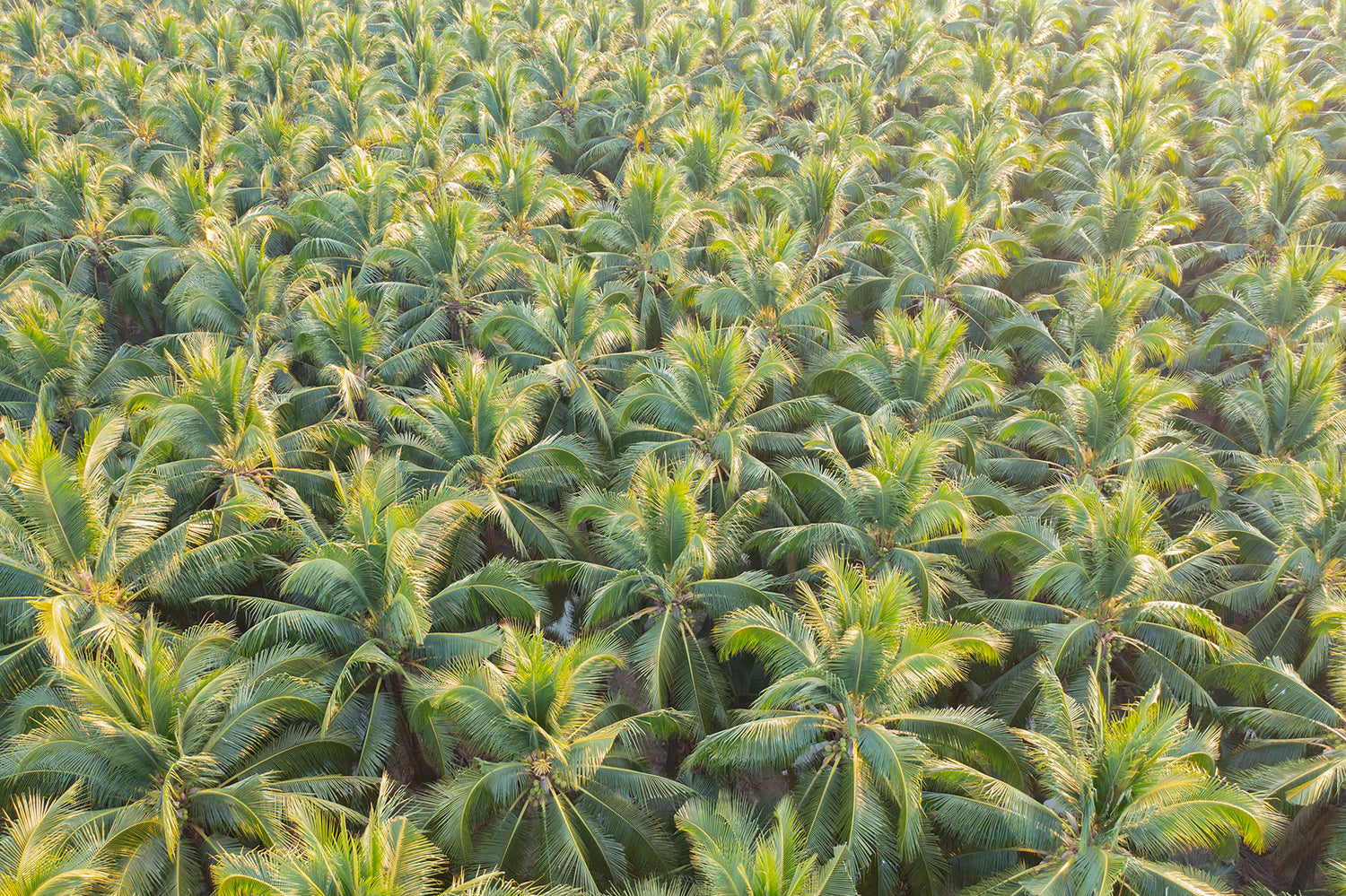 Biofertilizers used in coconut farming