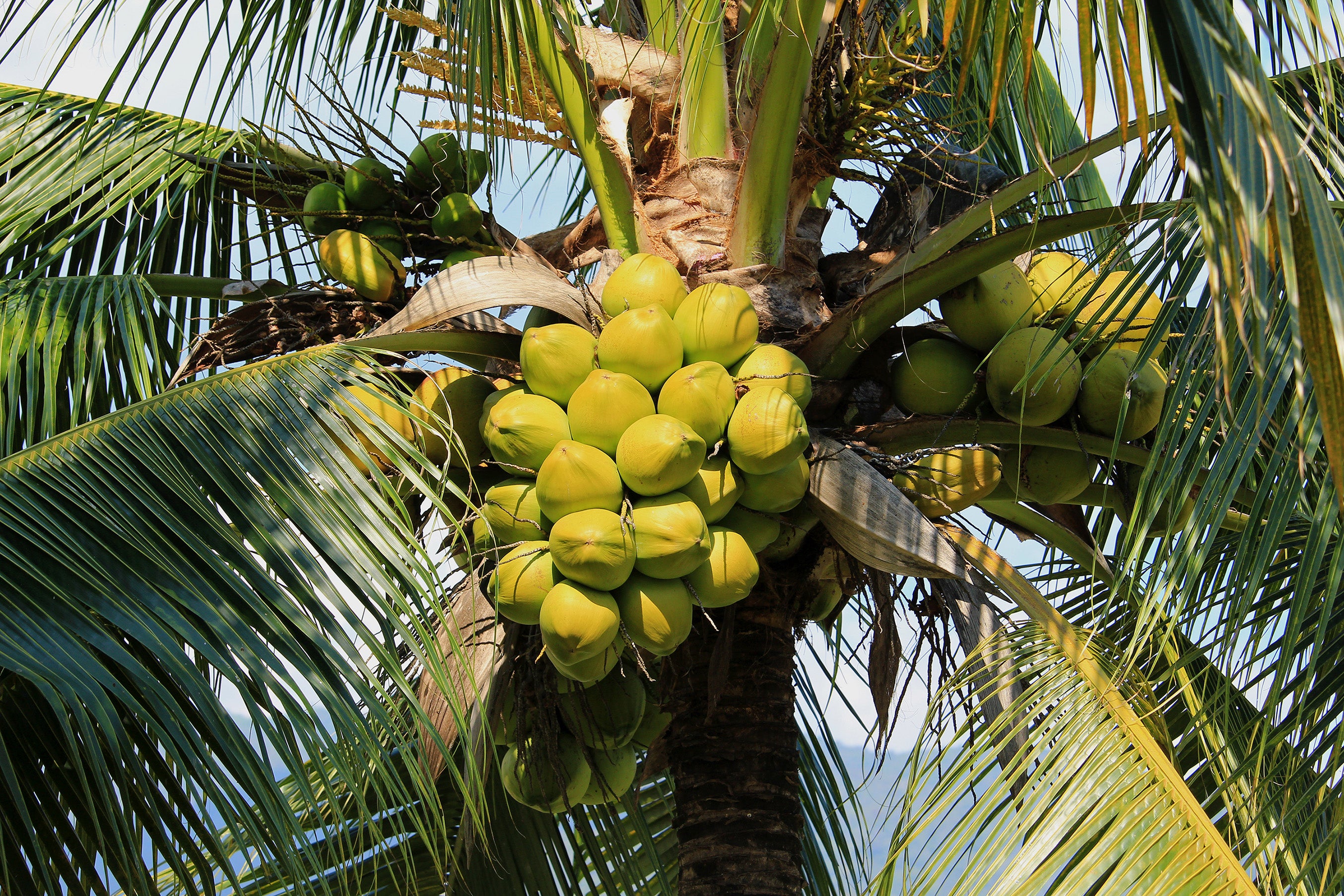 Boron deficiency in coconut farming explained