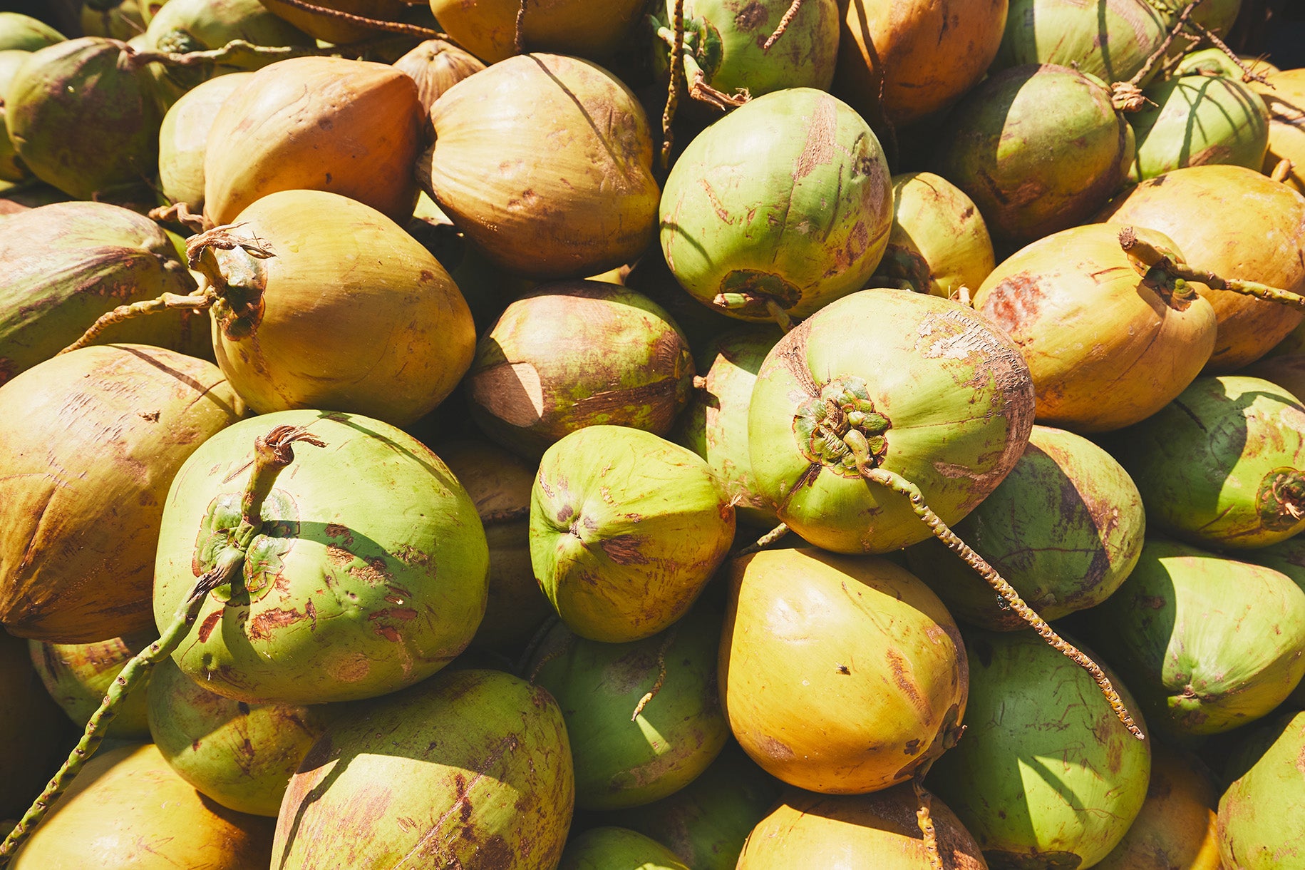 Coconut Harvesting 101: Tools and Techniques